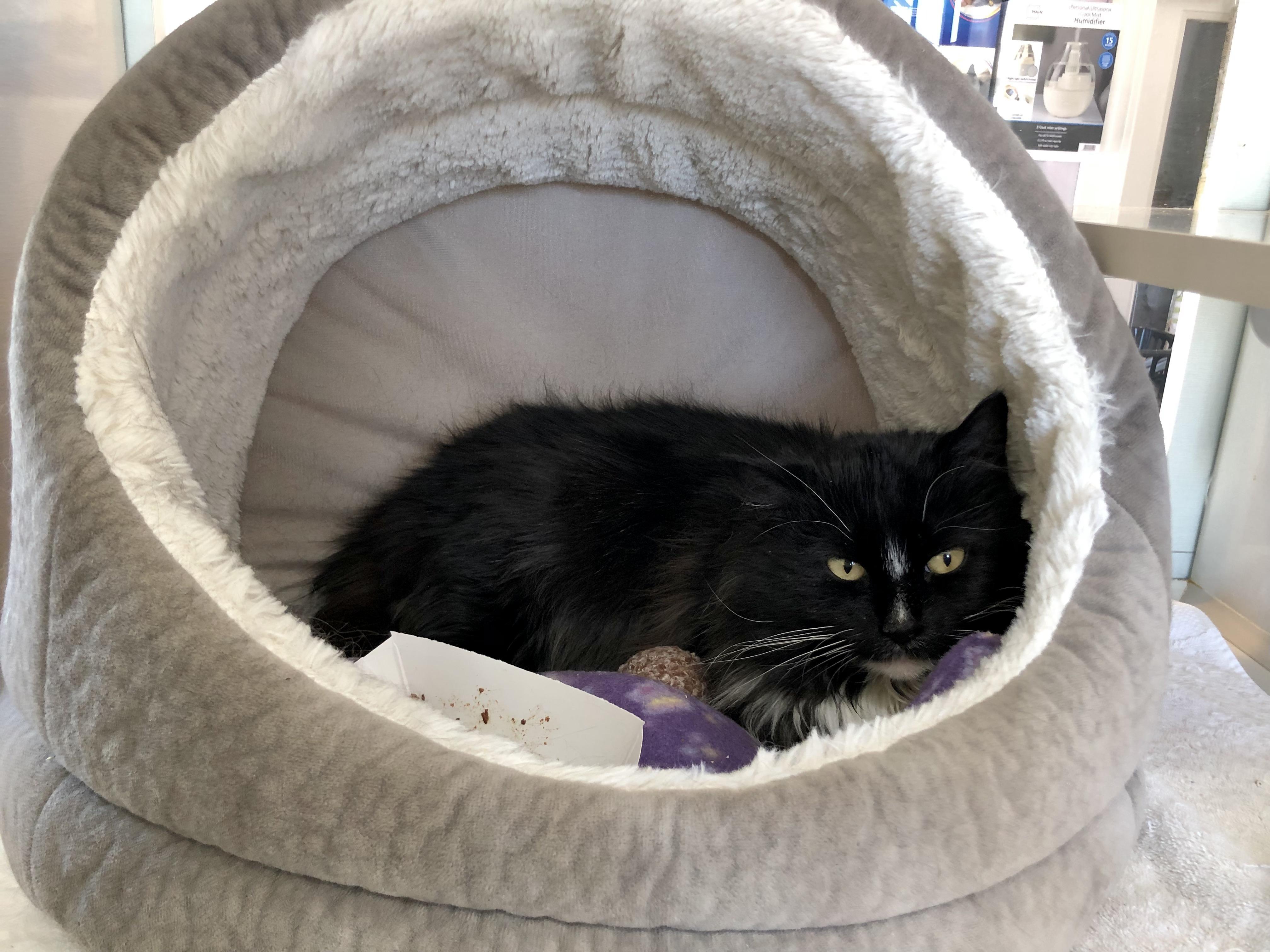 Enlarge Butter Pecan, a Adoptable Domestic Medium Hair in Salisbury, MA image 3/5