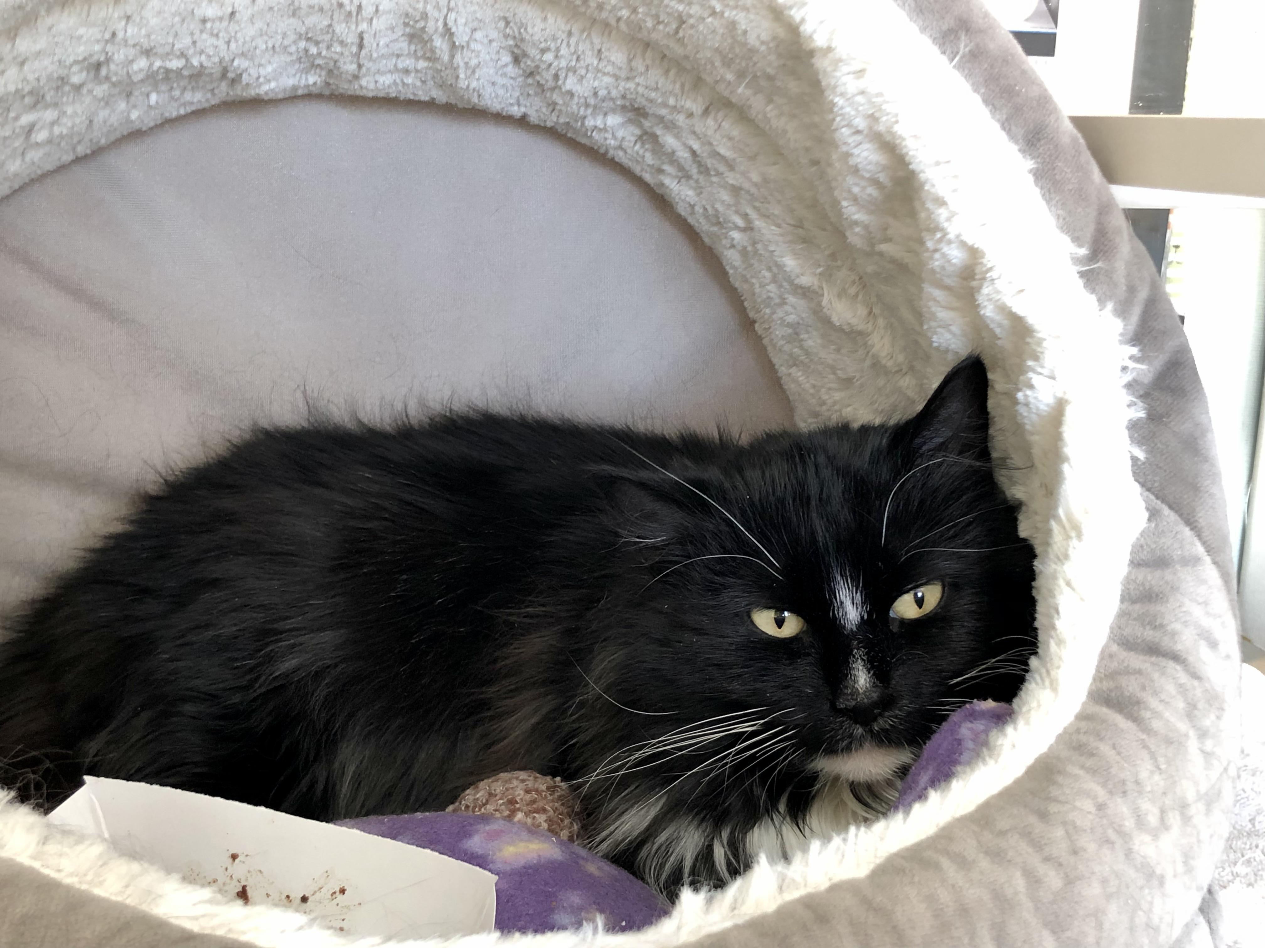 Enlarge Butter Pecan, a Adoptable Domestic Medium Hair in Salisbury, MA image 5/5