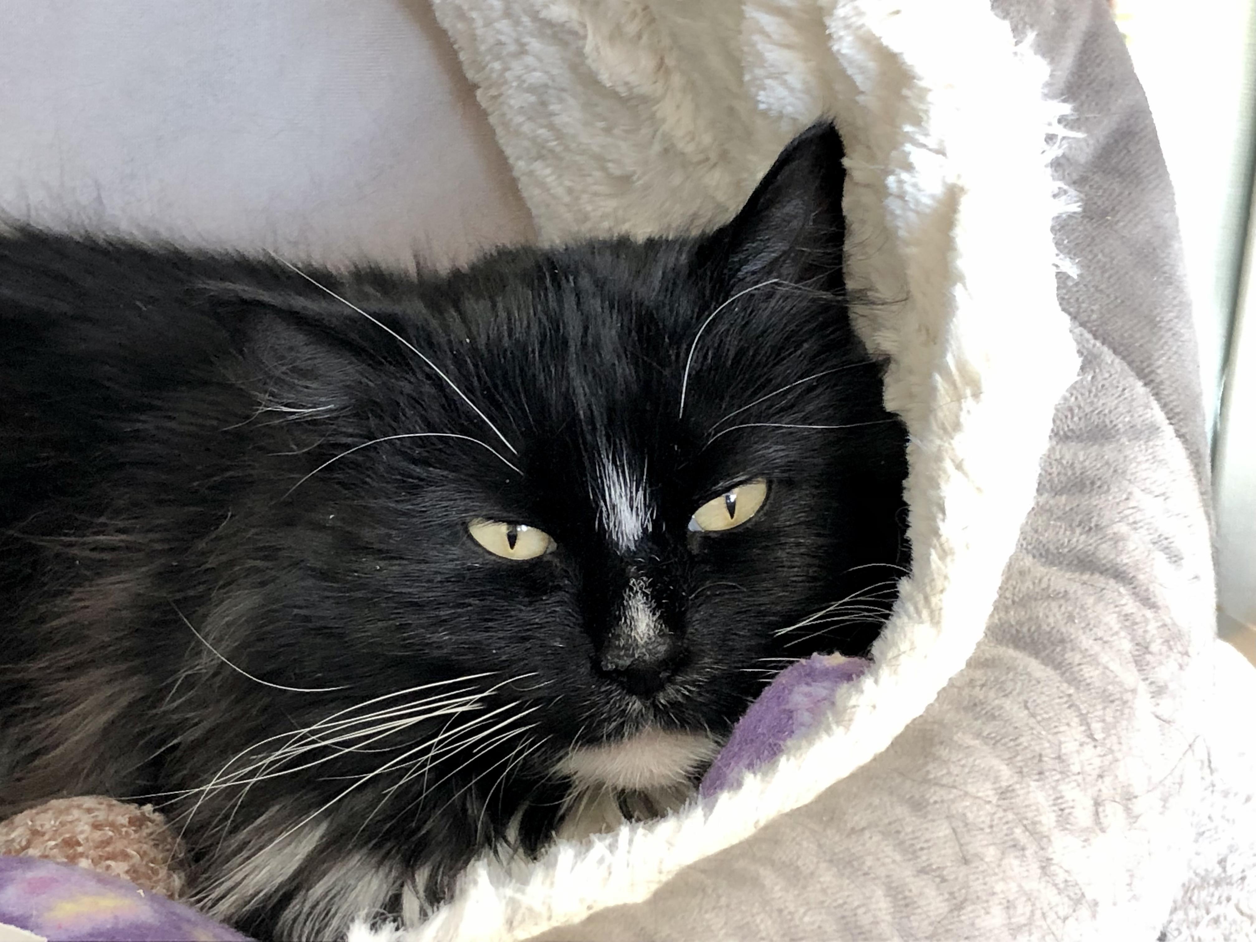 Enlarge Butter Pecan, a Adoptable Domestic Medium Hair in Salisbury, MA image 2/5