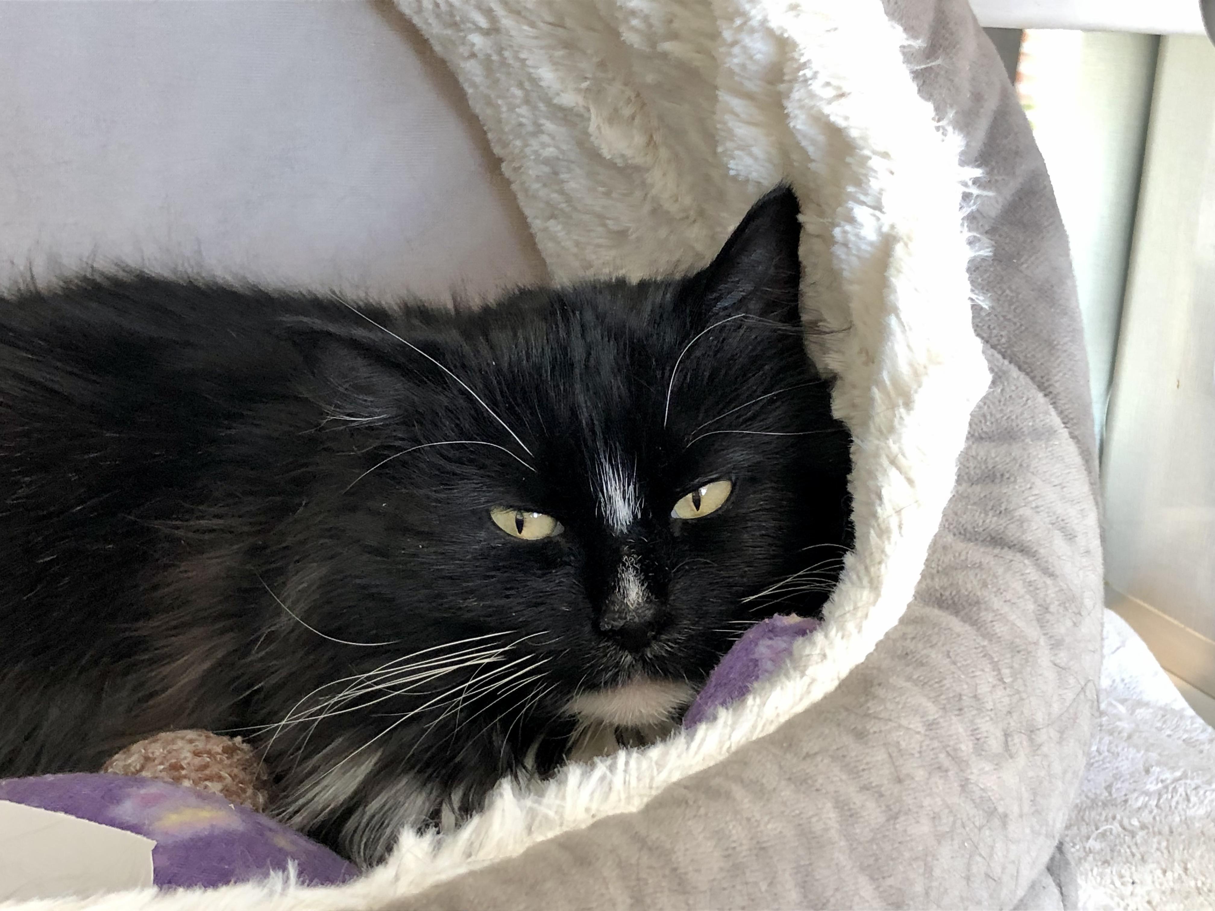 Enlarge Butter Pecan, a Adoptable Domestic Medium Hair in Salisbury, MA image 1/5