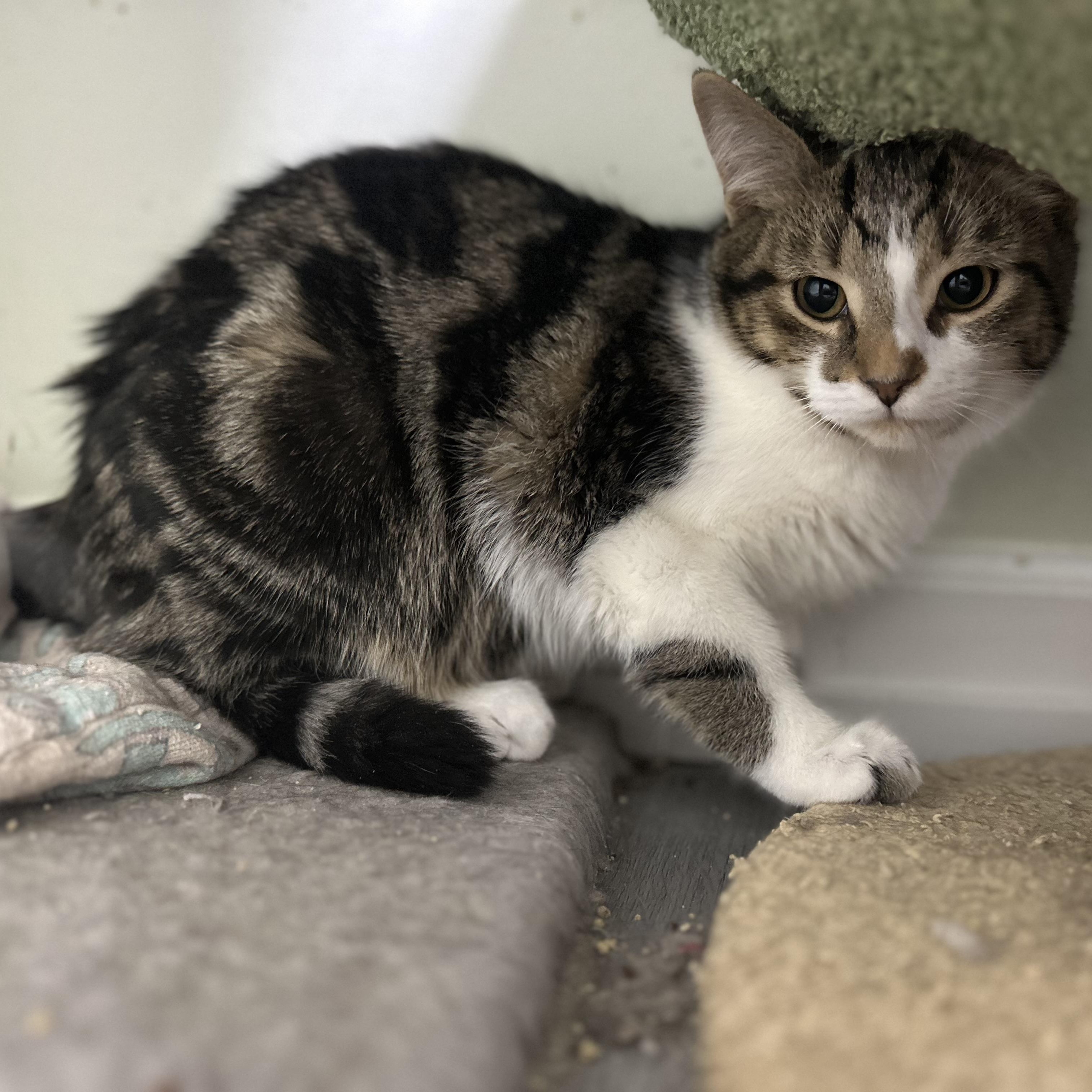 Enlarge Garth , a ADOPTABLE Domestic Short Hair in Pleasantville, NJ image 3/5