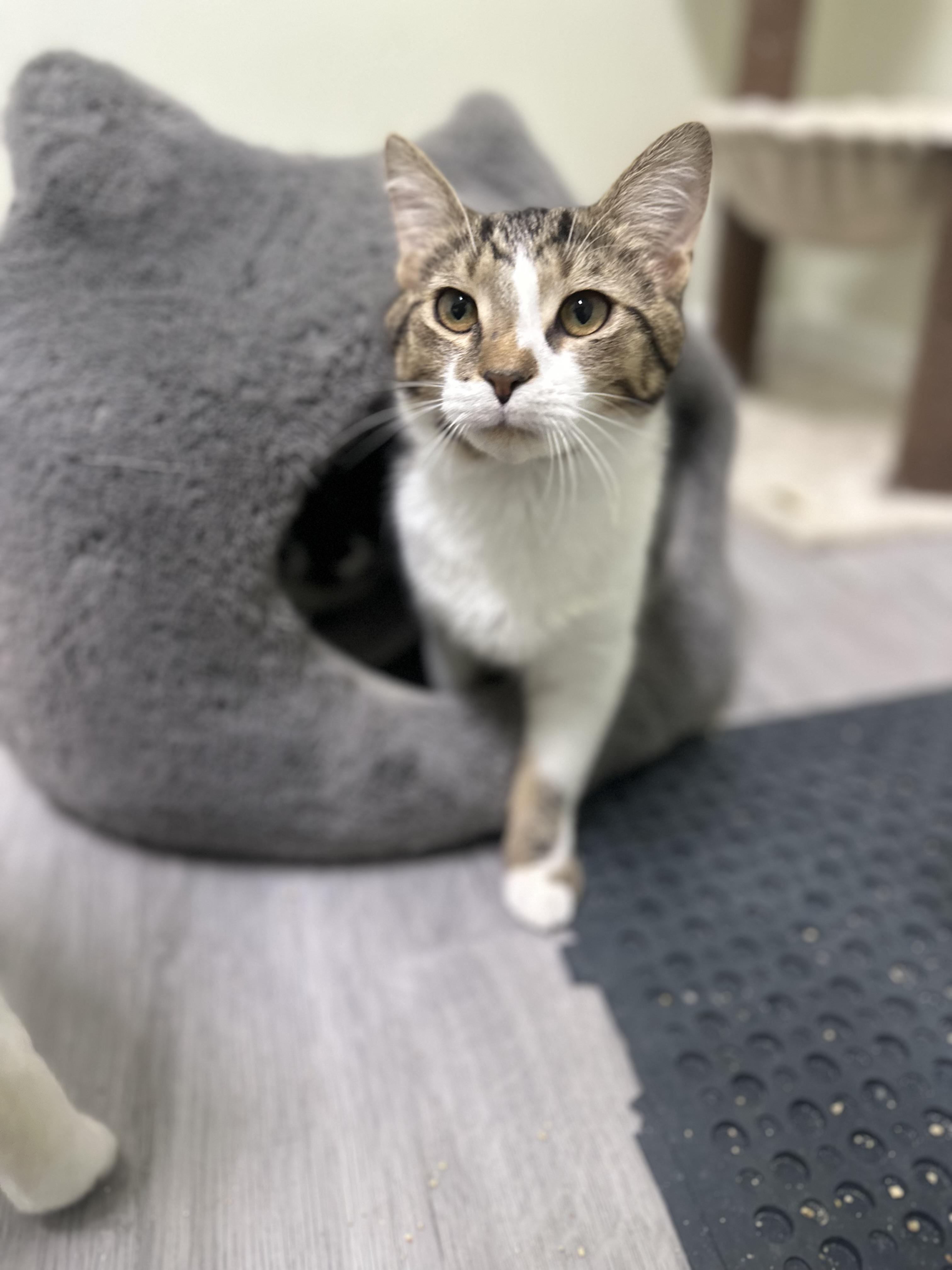 Enlarge Garth , a ADOPTABLE Domestic Short Hair in Pleasantville, NJ image 4/5