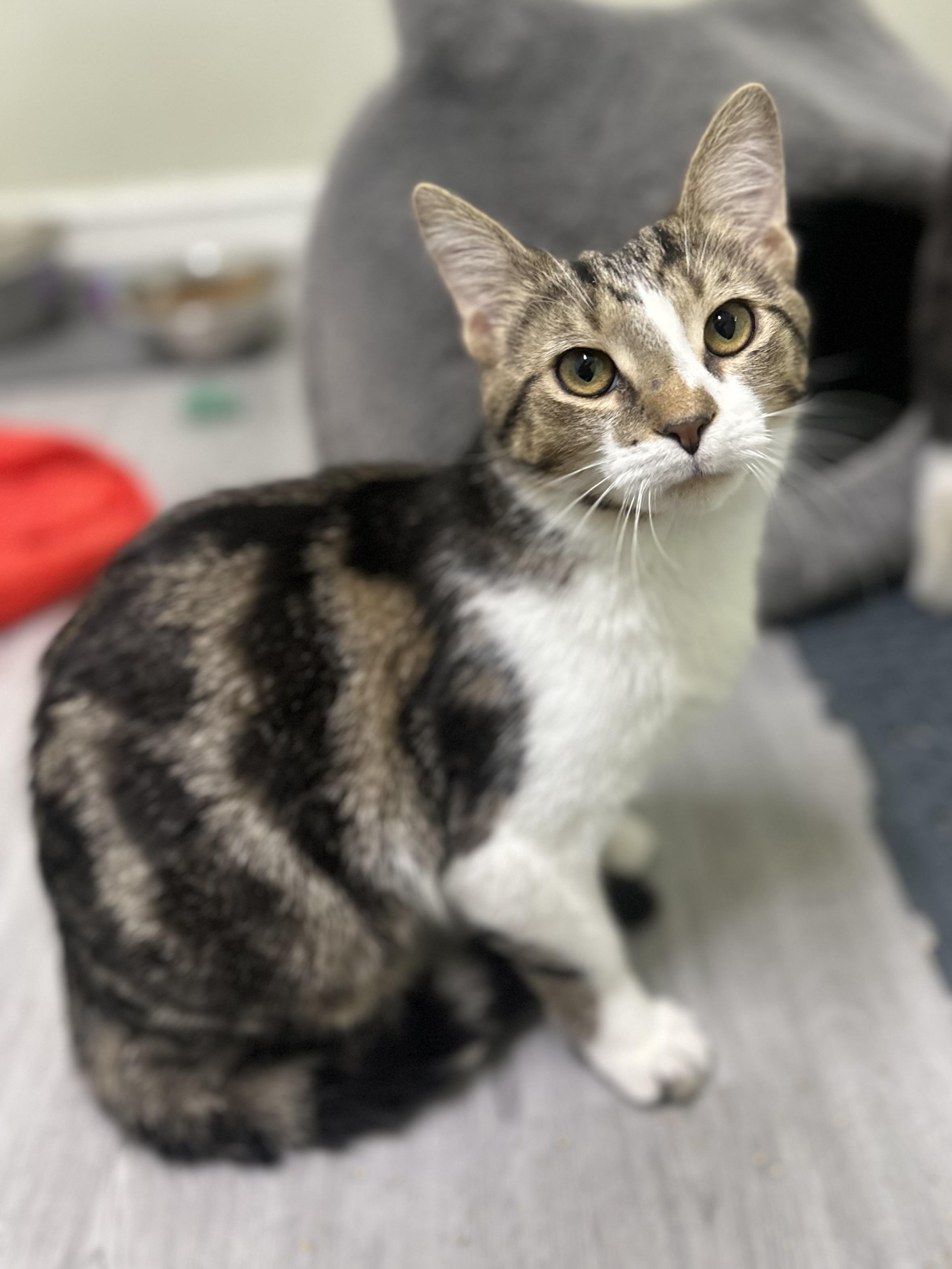 Garth , ADOPTABLE, Kitten Male Domestic Short Hair.