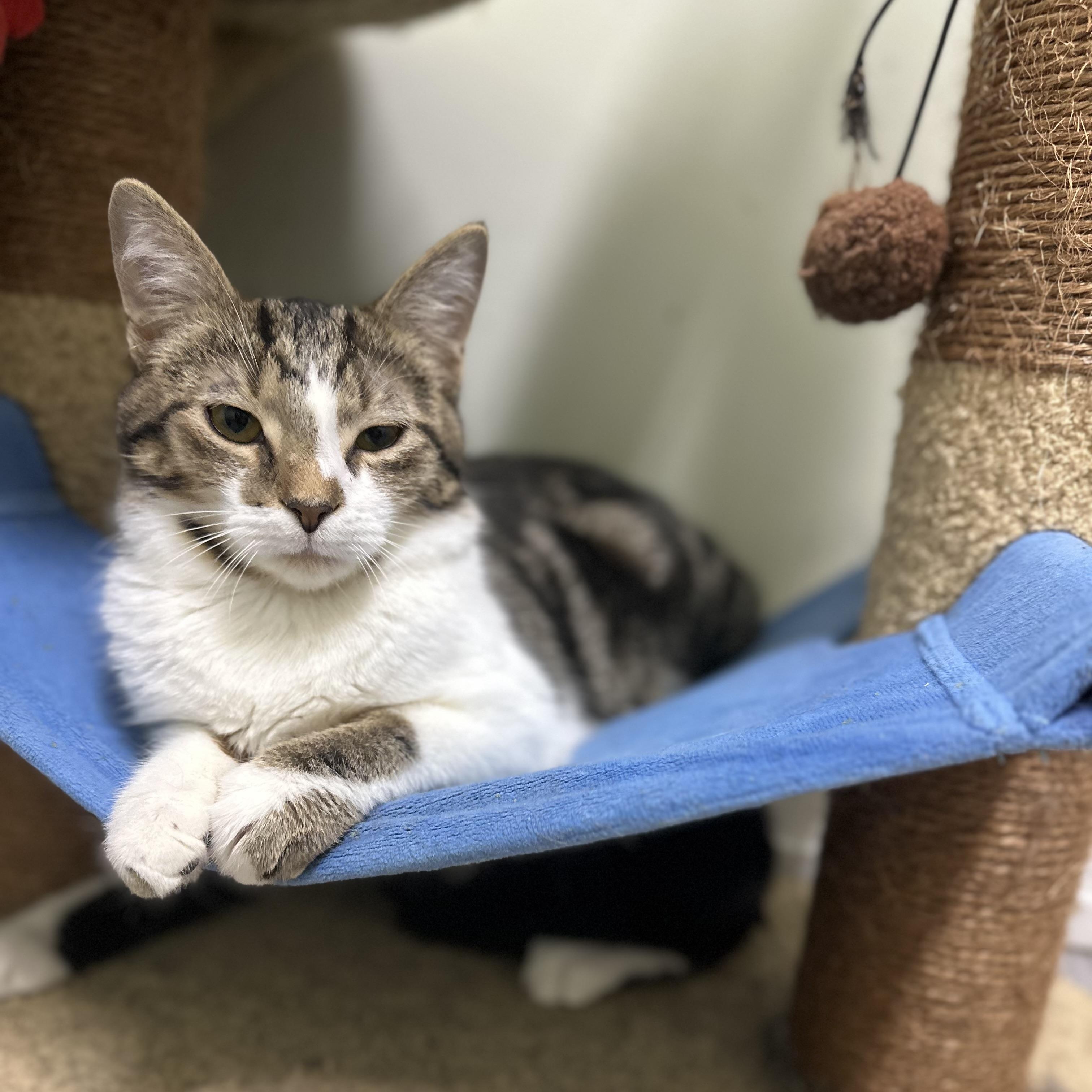 Enlarge Garth , a ADOPTABLE Domestic Short Hair in Pleasantville, NJ image 2/5