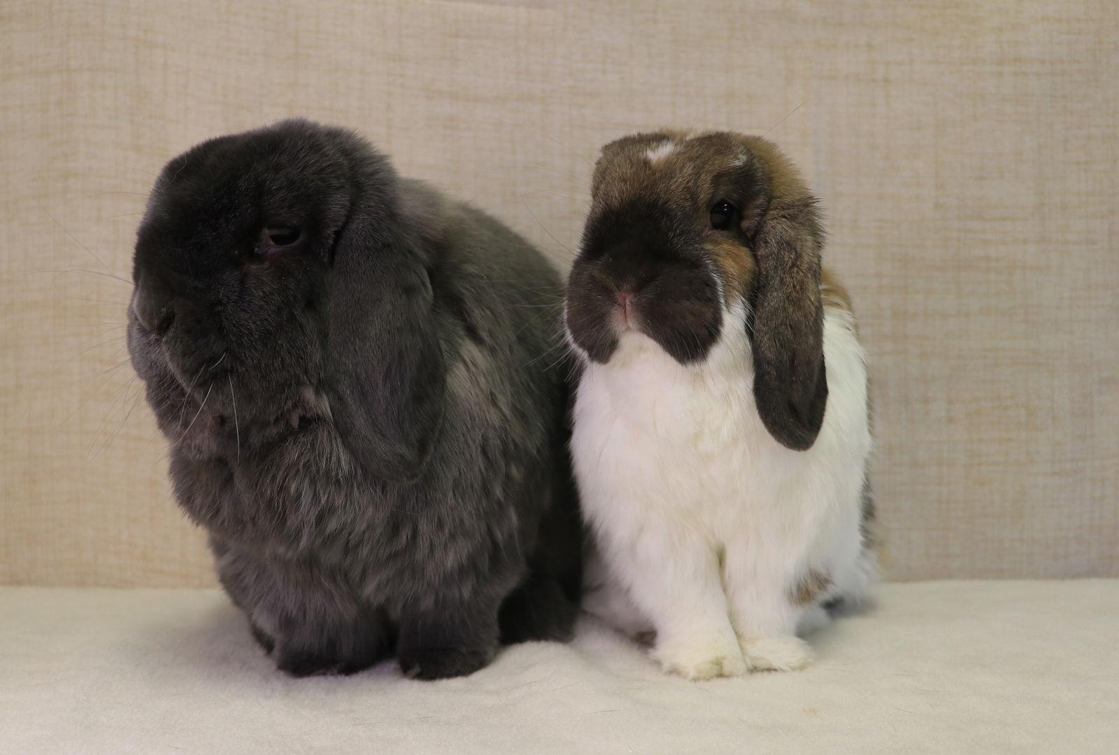 Boots, Adopted, Adult Male Holland Lop.