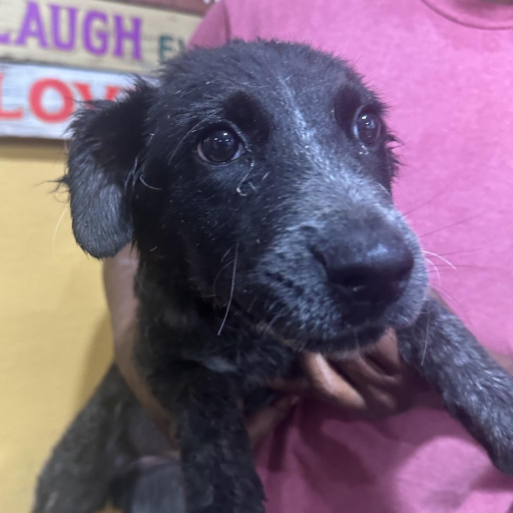 Maggie - Local November 6-8, Adoptable, Puppy Female Labrador Retriever.