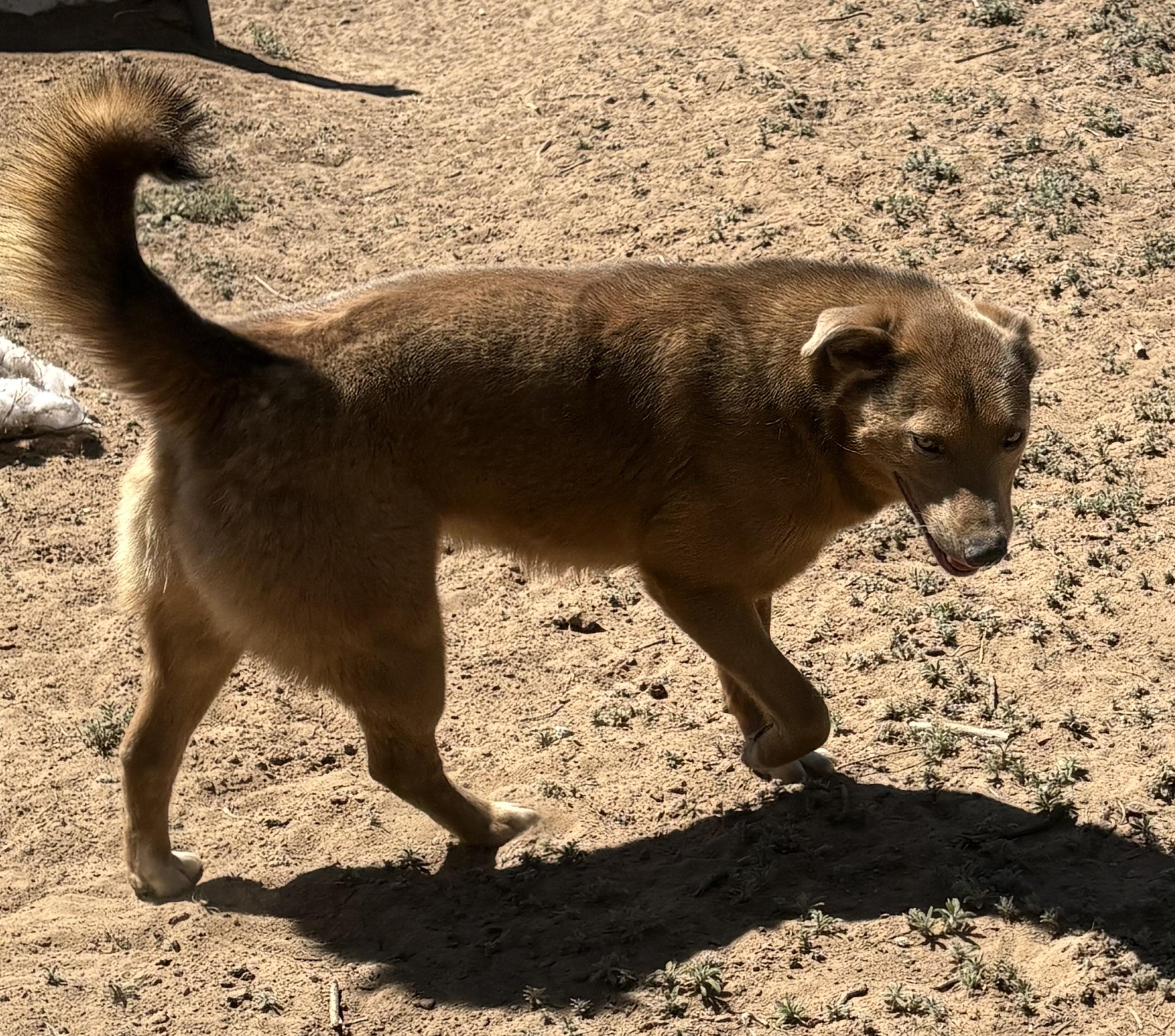 Enlarge Caramello, a Adoptable Cattle Dog in Flagstaff, AZ image 2/3
