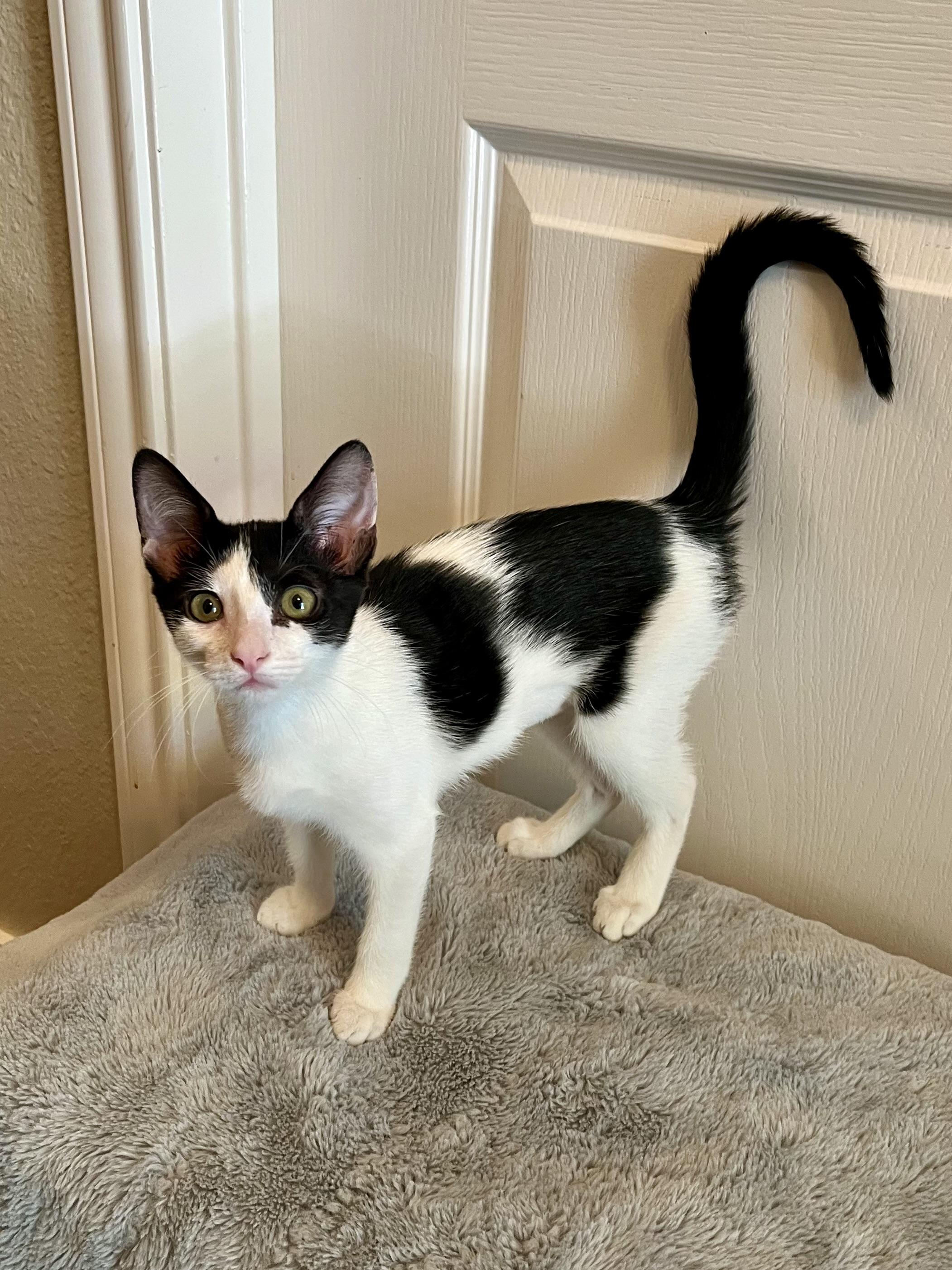 Samantha CR, Baby Female Domestic Short Hair