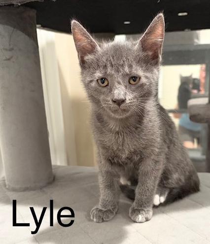Daisy and kittens, a ADOPTABLE Domestic Medium Hair in Santa Maria, CA image 5/6