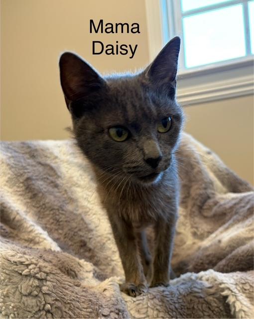Daisy and kittens, a ADOPTABLE Domestic Medium Hair in Santa Maria, CA image 2/6