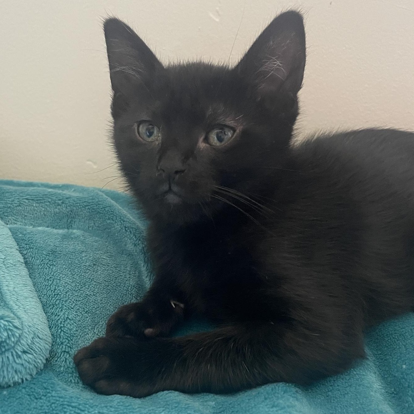Daisy and kittens, a ADOPTABLE Domestic Medium Hair in Santa Maria, CA image 6/6