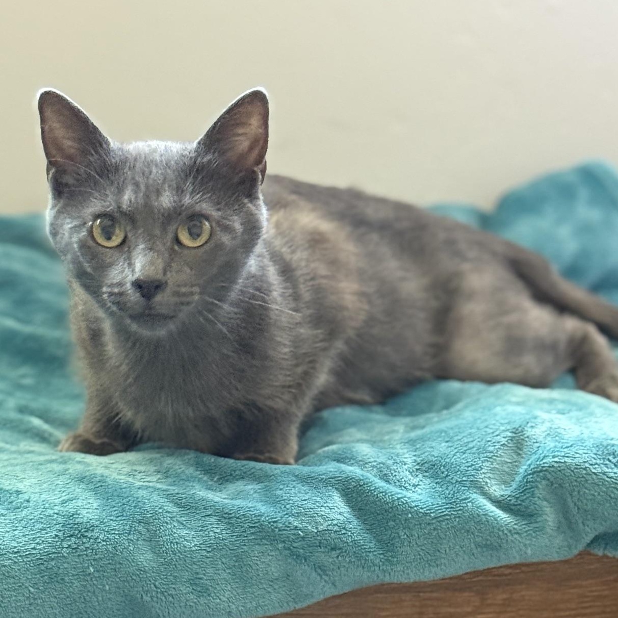 Daisy and kittens, ADOPTABLE, Young Female Domestic Medium Hair.