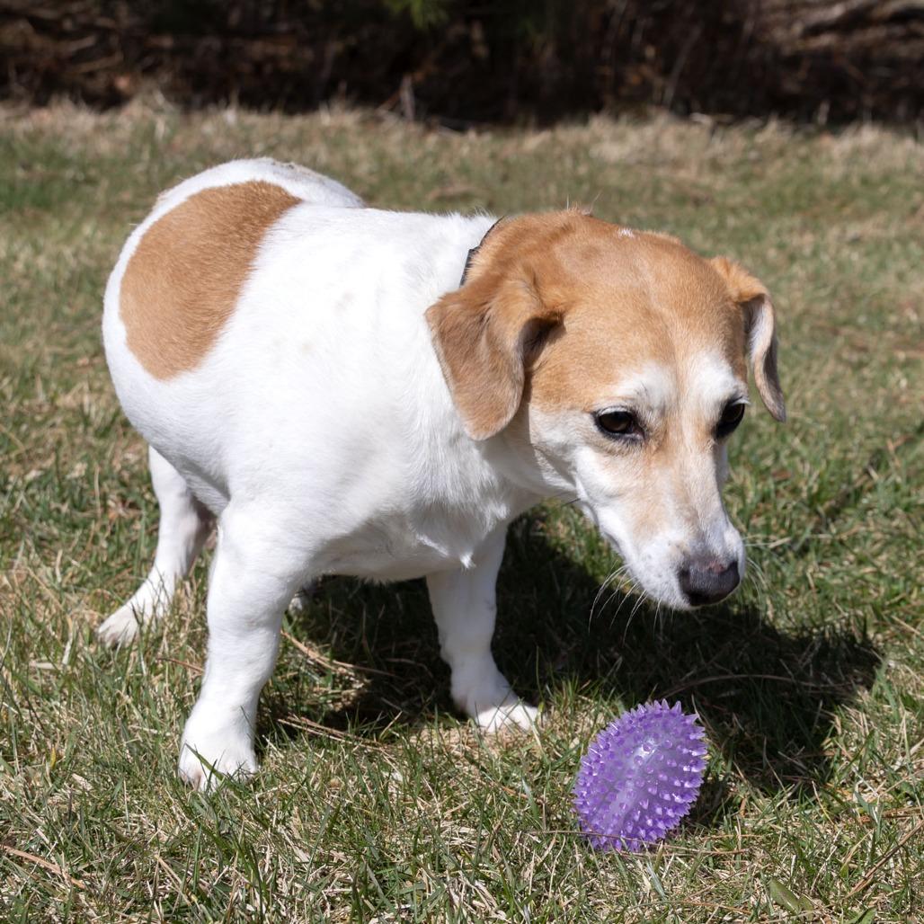 Enlarge Ginger, a Adoptable Jack Russell Terrier in Erie, PA image 1/6