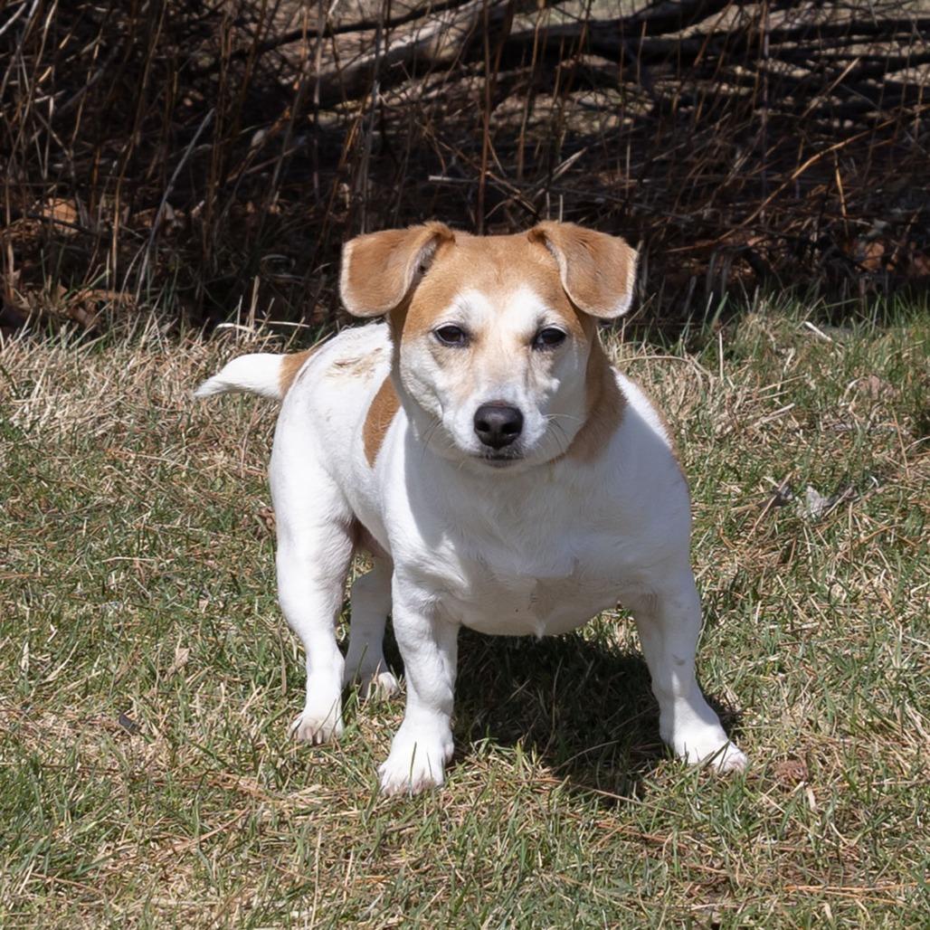 Enlarge Ginger, a Adoptable Jack Russell Terrier in Erie, PA image 2/6