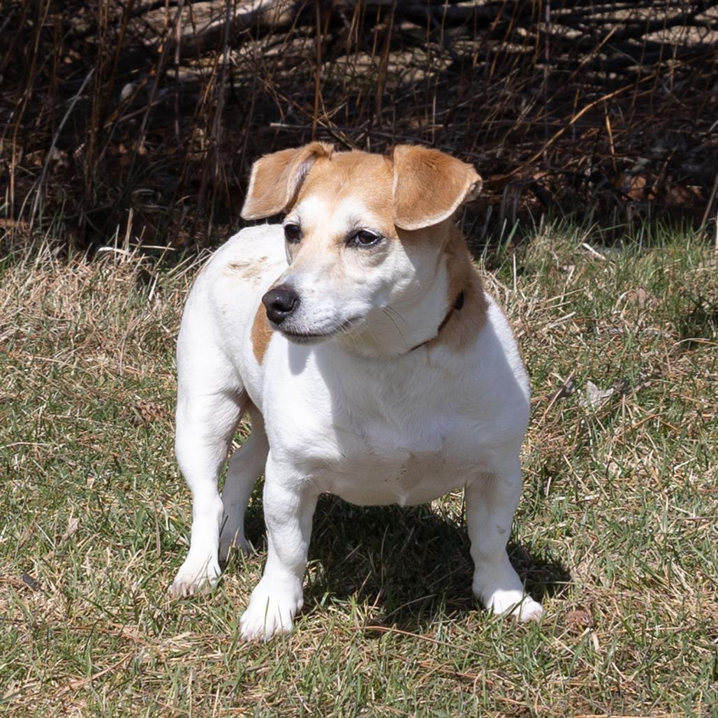 Enlarge Ginger, a Adoptable Jack Russell Terrier in Erie, PA image 3/6
