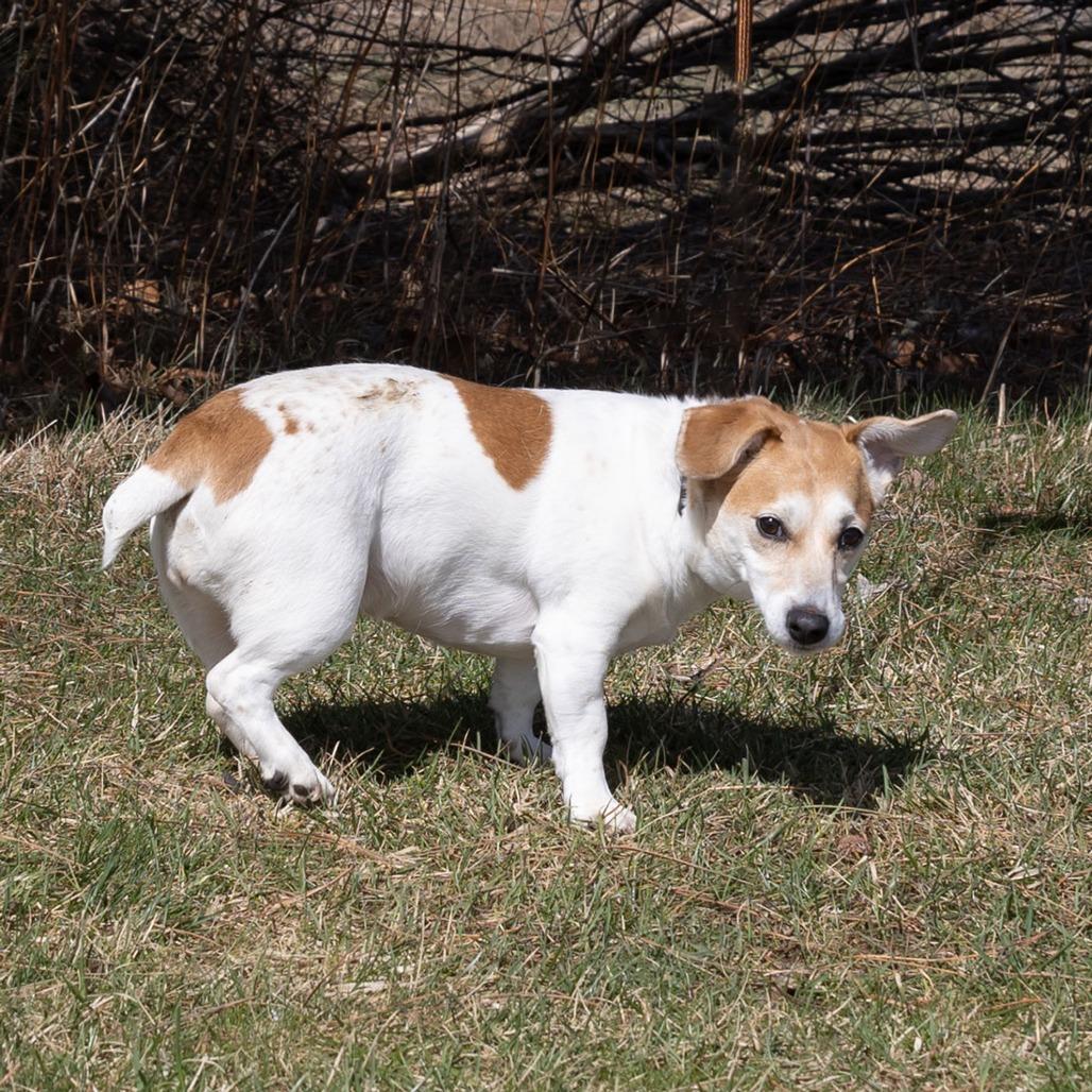 Enlarge Ginger, a Adoptable Jack Russell Terrier in Erie, PA image 4/6