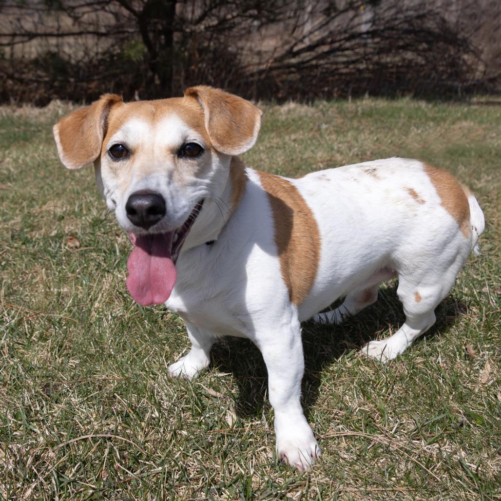 Enlarge Ginger, a Adoptable Jack Russell Terrier in Erie, PA image 5/6