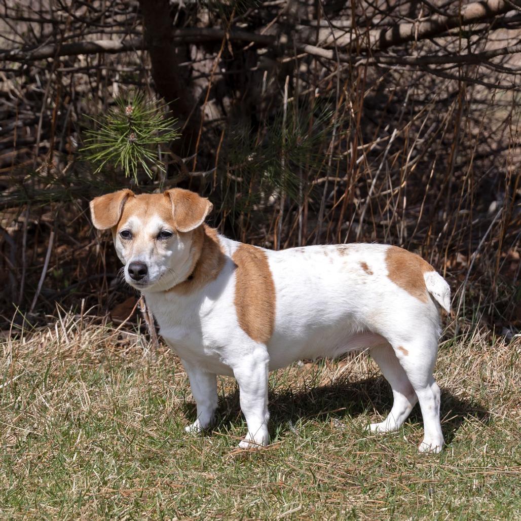Enlarge Ginger, a Adoptable Jack Russell Terrier in Erie, PA image 6/6
