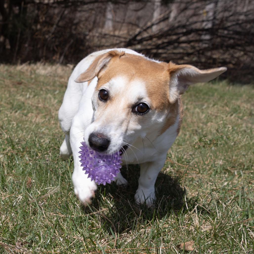 Enlarge Ginger, a Adoptable Jack Russell Terrier in Erie, PA image 6/6