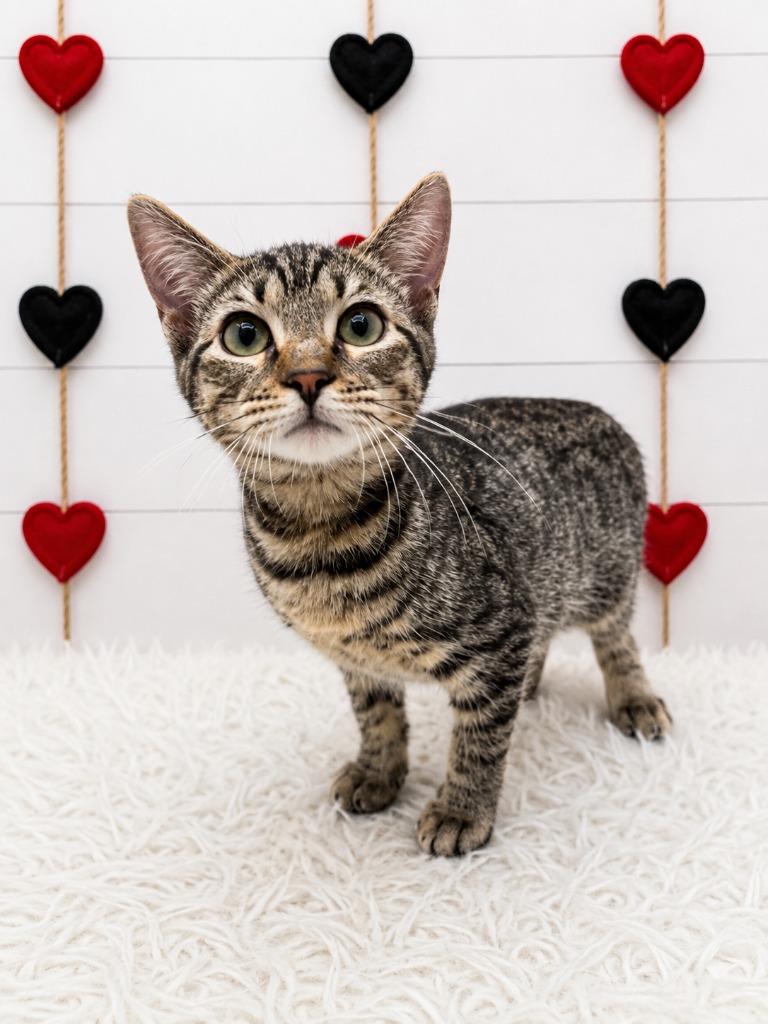 Maxine, Adoptable, Kitten Female Domestic Short Hair.