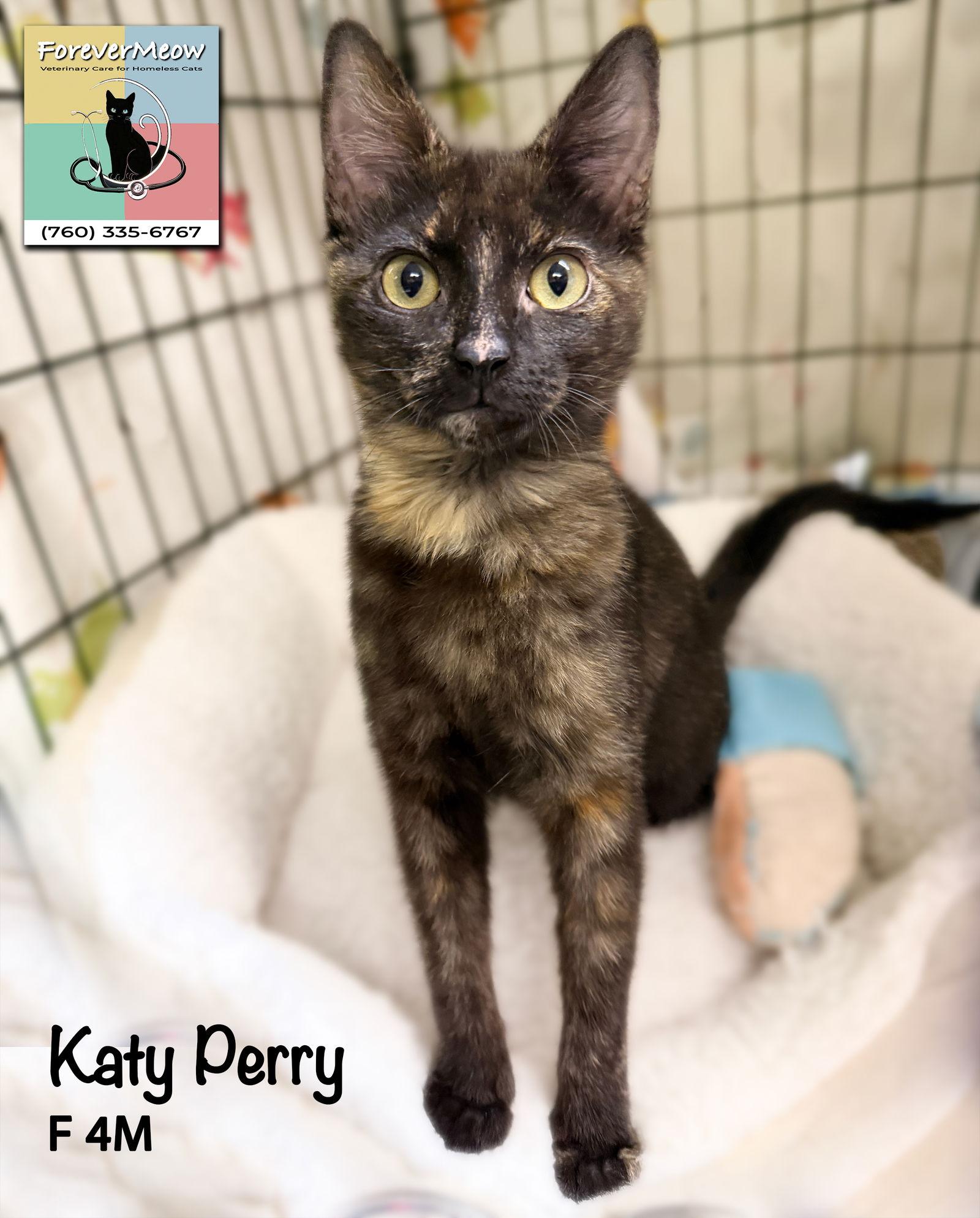 Enlarge Katy Perry, a Adoptable Domestic Short Hair in Palm Desert, CA image 1/1