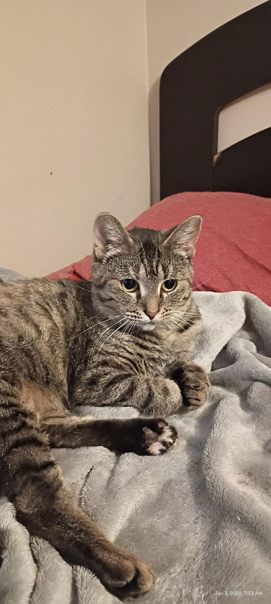 MOLLY, Adoptable, Young Female Domestic Short Hair.