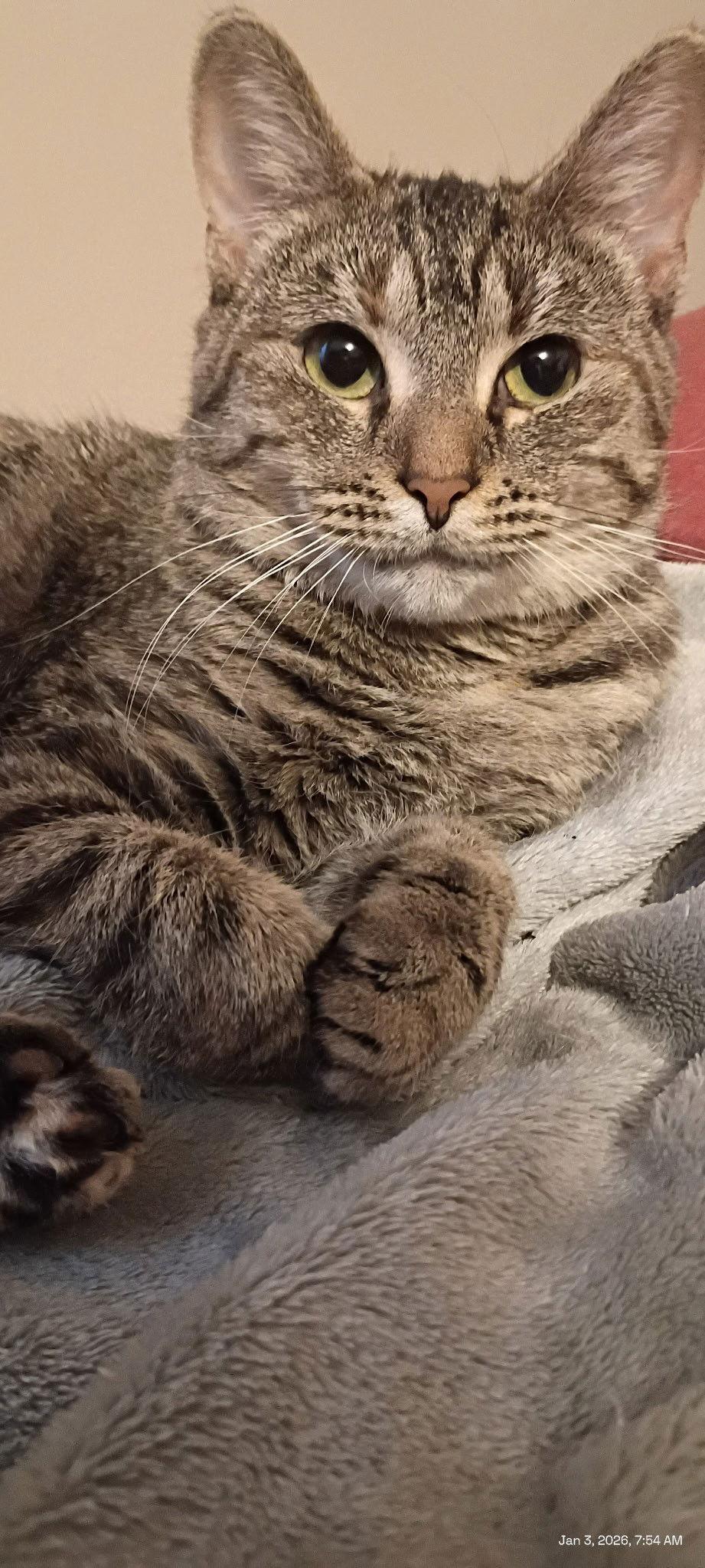 Enlarge MOLLY, a Adoptable Domestic Short Hair in Northfield, OH image 2/3