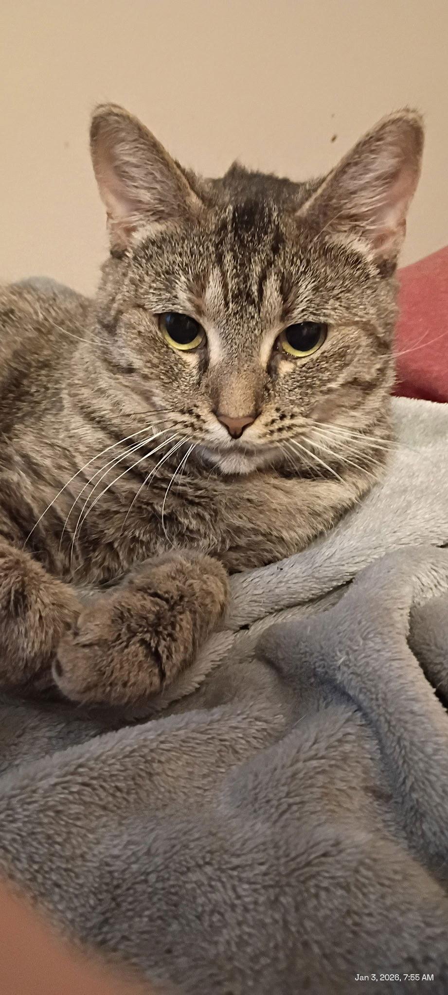 Enlarge MOLLY, a Adoptable Domestic Short Hair in Northfield, OH image 3/3