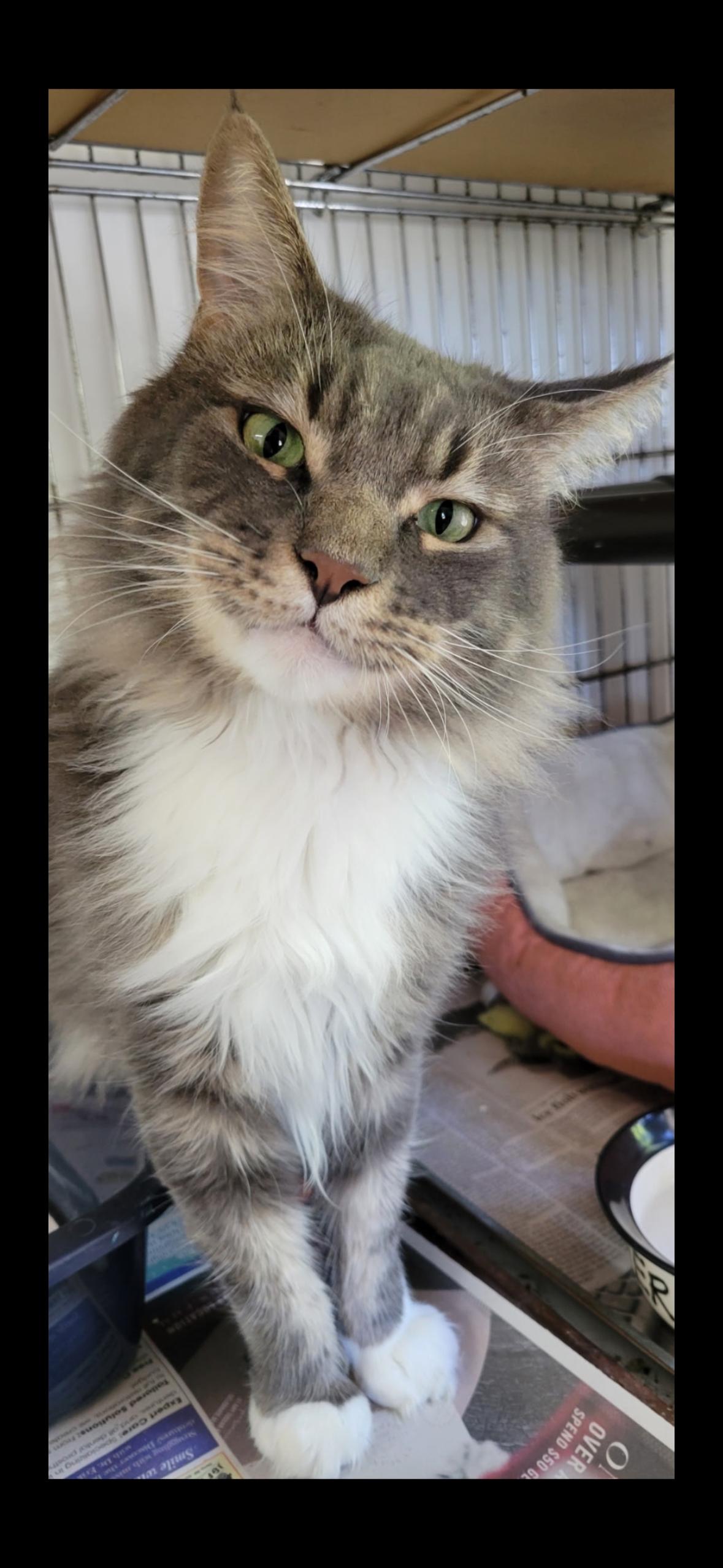 Enlarge Manic Monday- seeking cat savvy home by appointment only, a ADOPTABLE Domestic Long Hair in Manchester, NH image 1/1