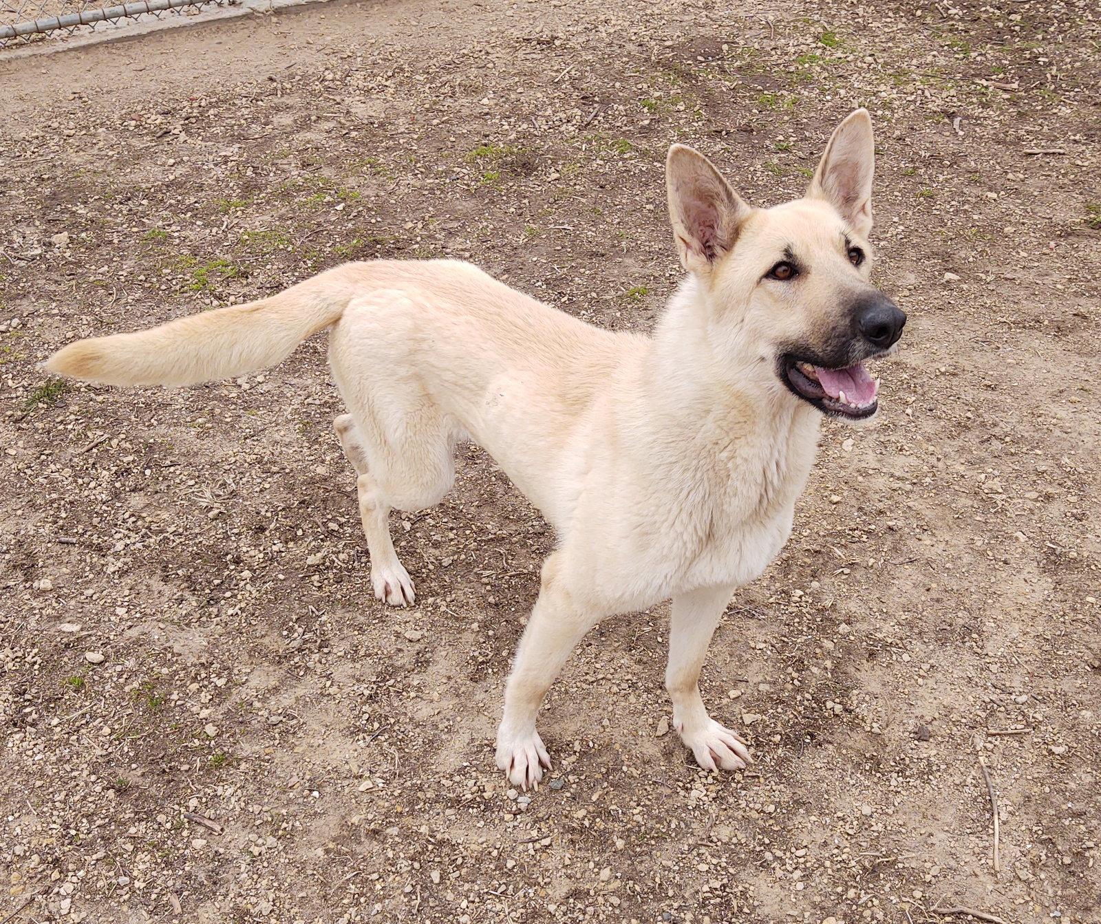 Enlarge Sammie, a Adoptable Shepherd in Maquoketa, IA image 1/1