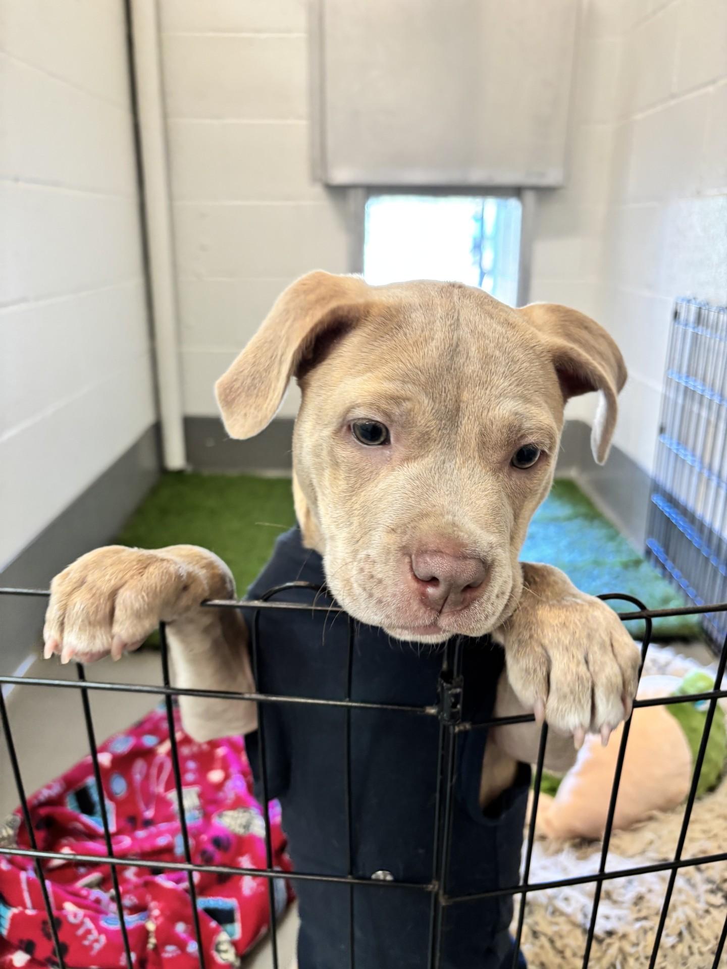 Ash, adopted, Puppy Female Cane Corso.