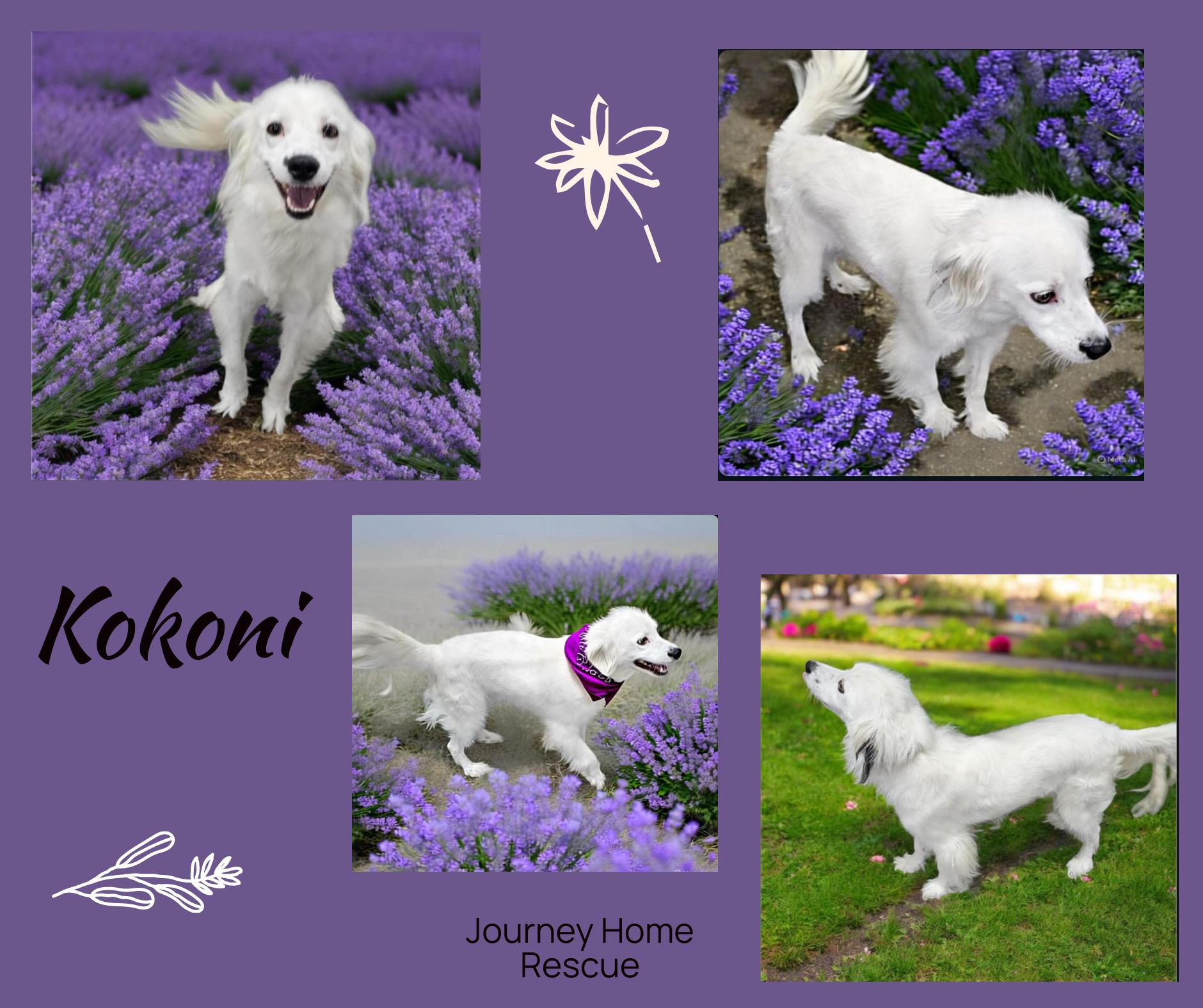 Kokoni, Adoptable, Adult Male English Setter.