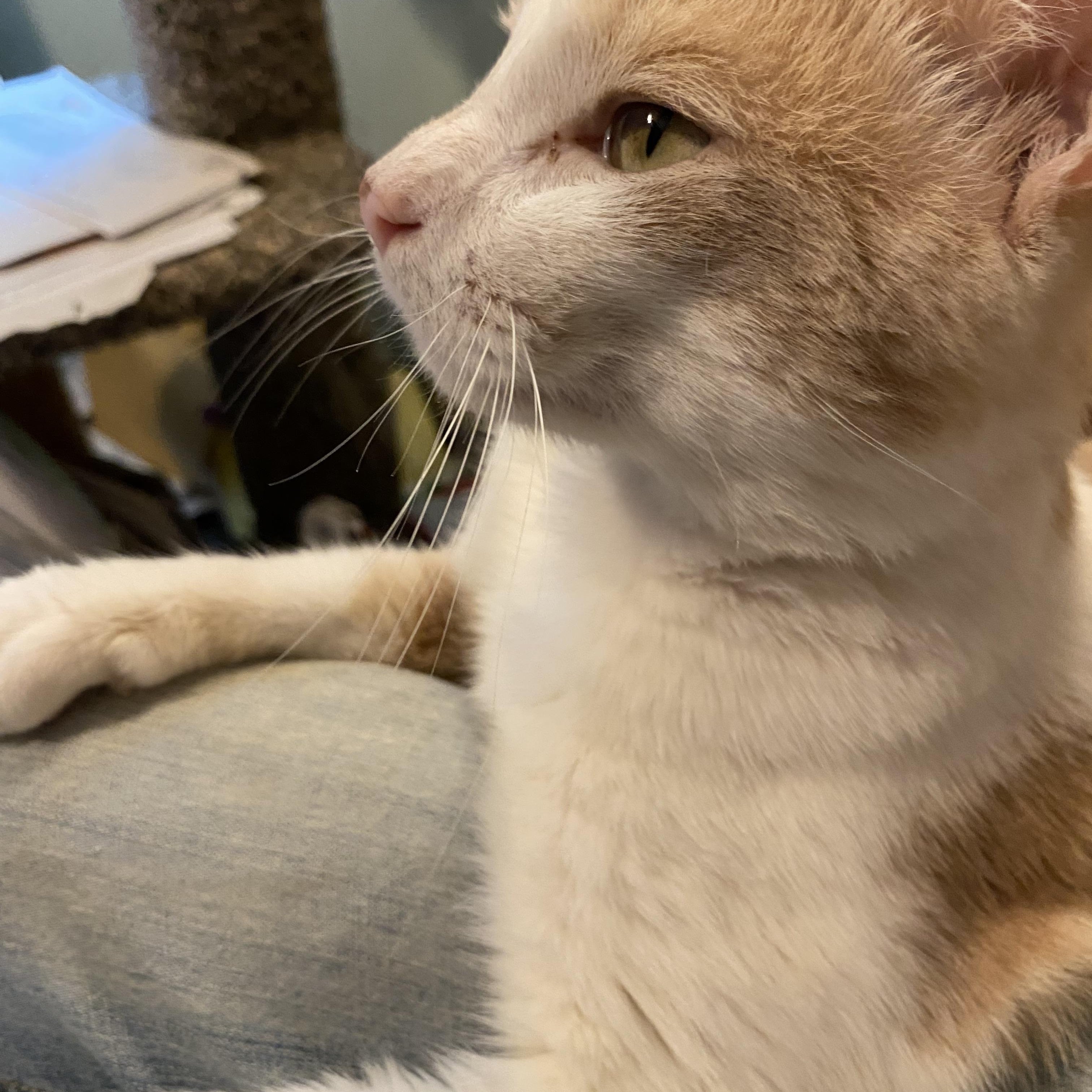 Enlarge Jalen, a ADOPTABLE Domestic Short Hair in Philadelphia, PA image 5/6