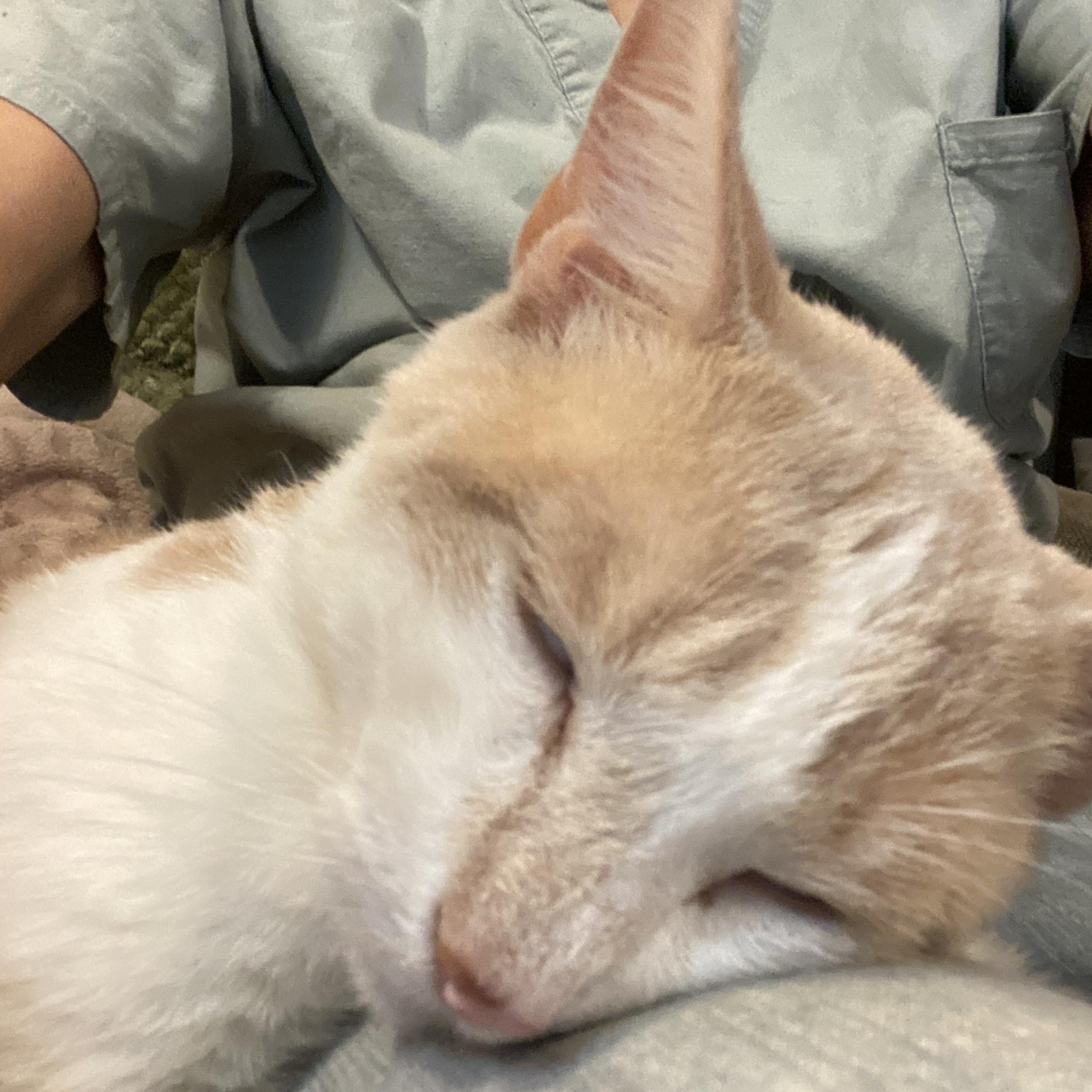 Enlarge Jalen, a ADOPTABLE Domestic Short Hair in Philadelphia, PA image 2/6