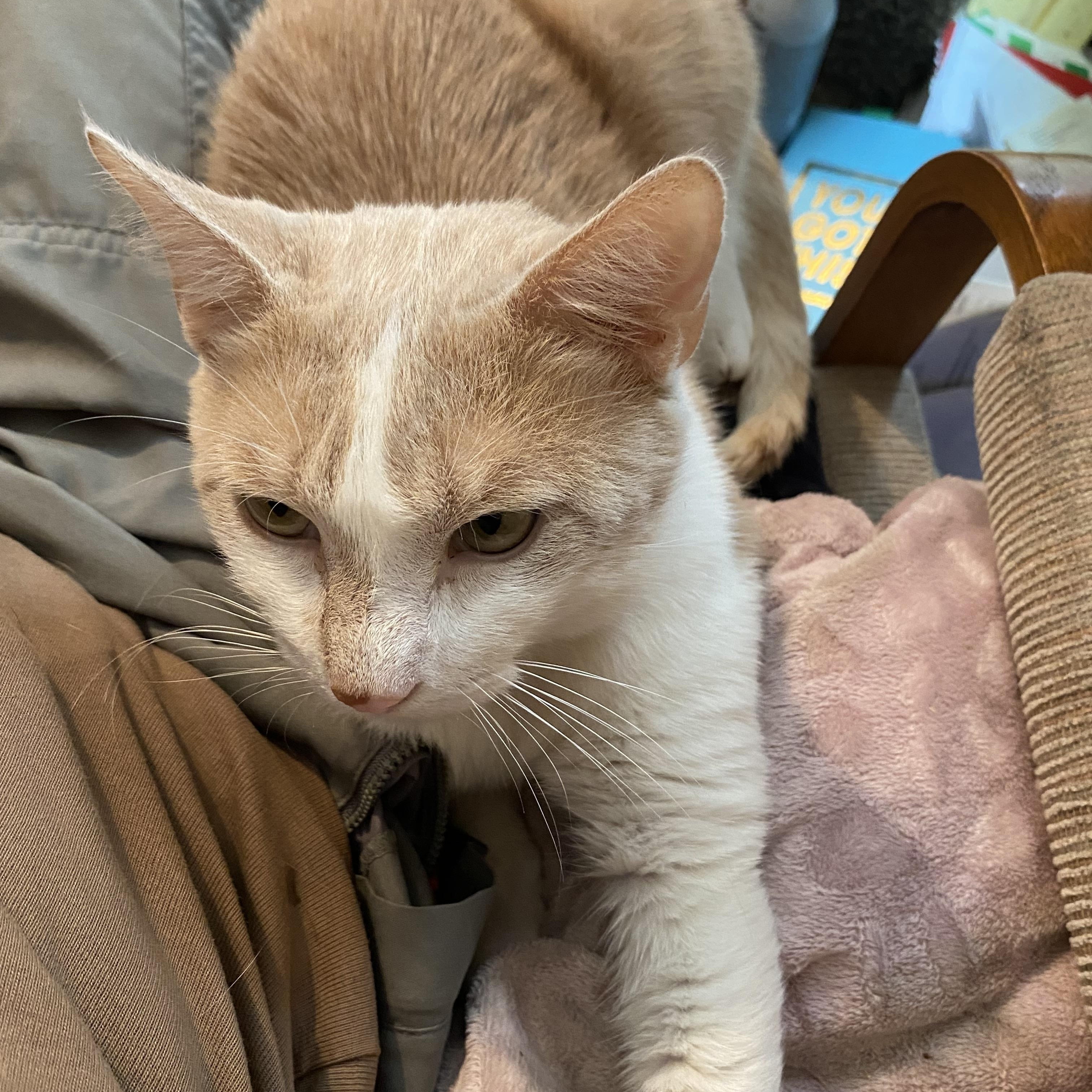 Jalen, ADOPTABLE, Young Male Domestic Short Hair.