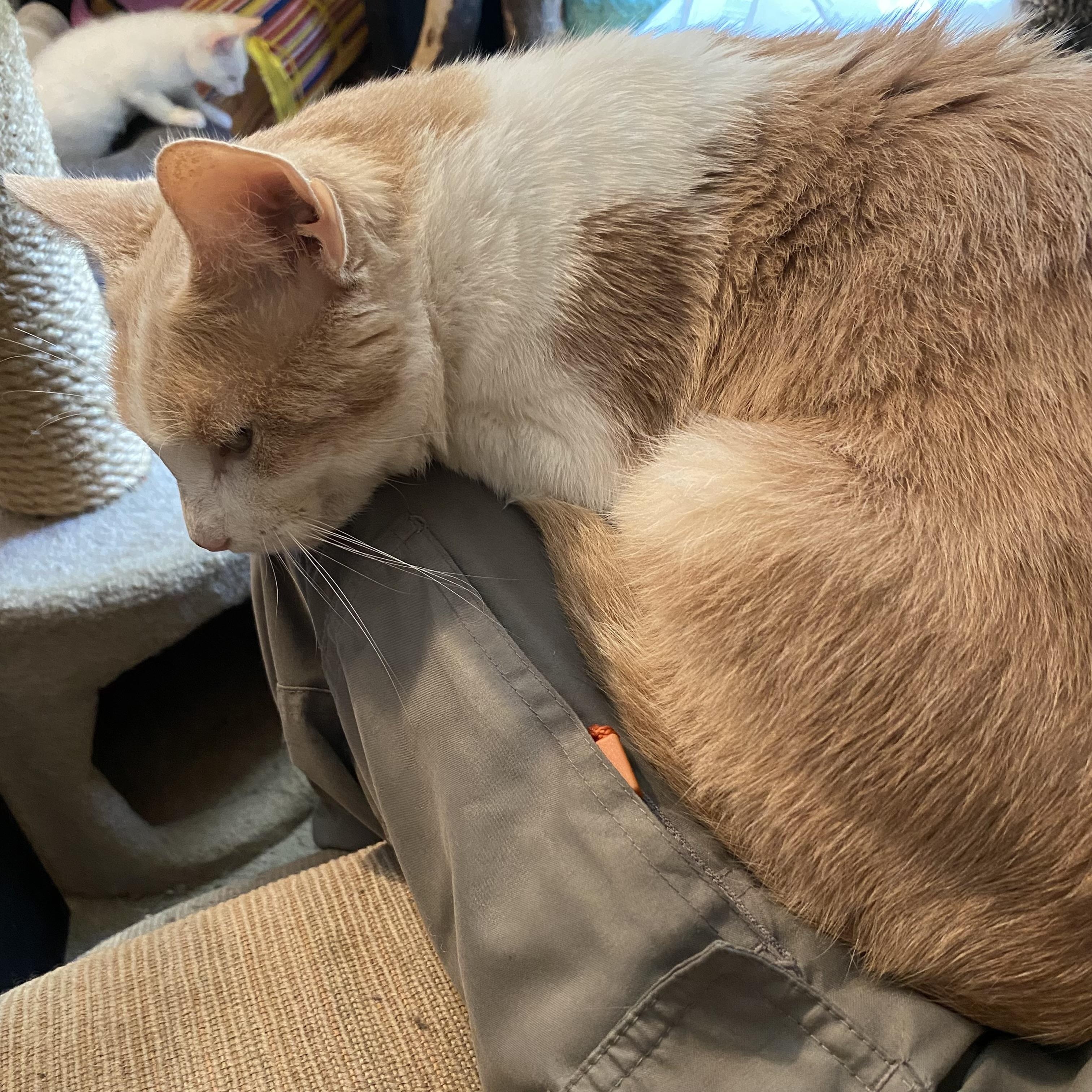 Enlarge Jalen, a ADOPTABLE Domestic Short Hair in Philadelphia, PA image 6/6