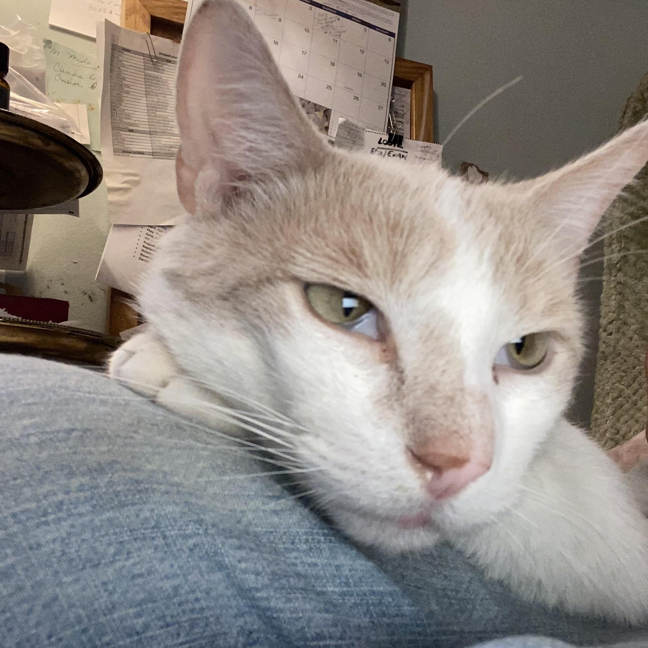 Enlarge Jalen, a ADOPTABLE Domestic Short Hair in Philadelphia, PA image 3/6
