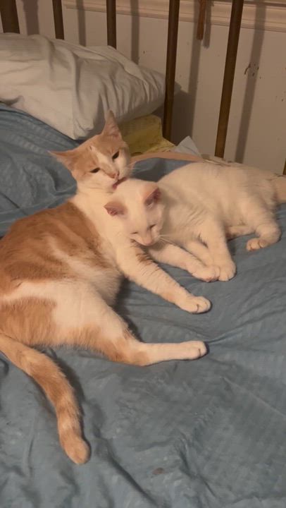 Enlarge Jalen, a ADOPTABLE Domestic Short Hair in Philadelphia, PA video 6/6