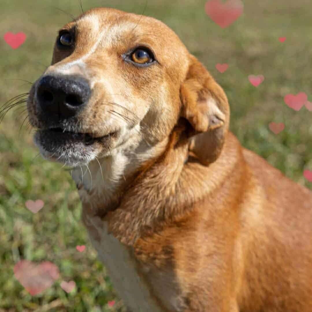 Tonya , a Adoptable mixed breed in Greeneville, TN image 2/3