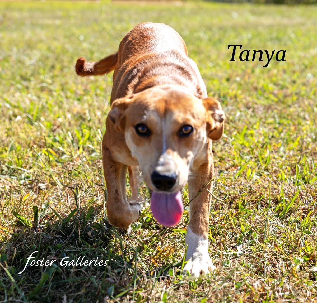 Tonya , a Adoptable mixed breed in Greeneville, TN image 3/3