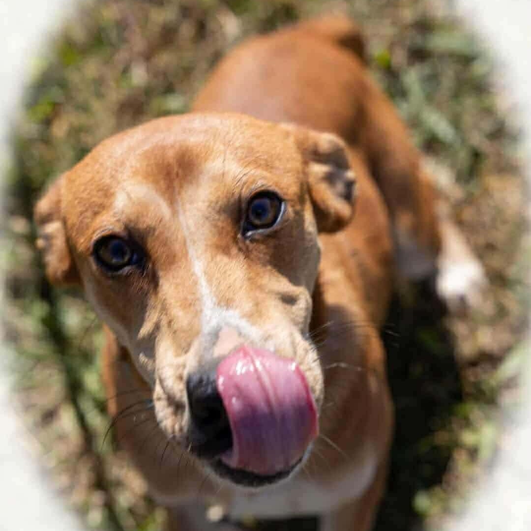 Tonya , a Adoptable mixed breed in Greeneville, TN image 1/3