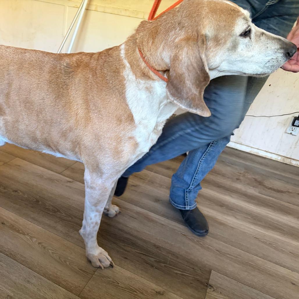 Reggie, Adoptable, Senior Male Redbone Coonhound & Hound.