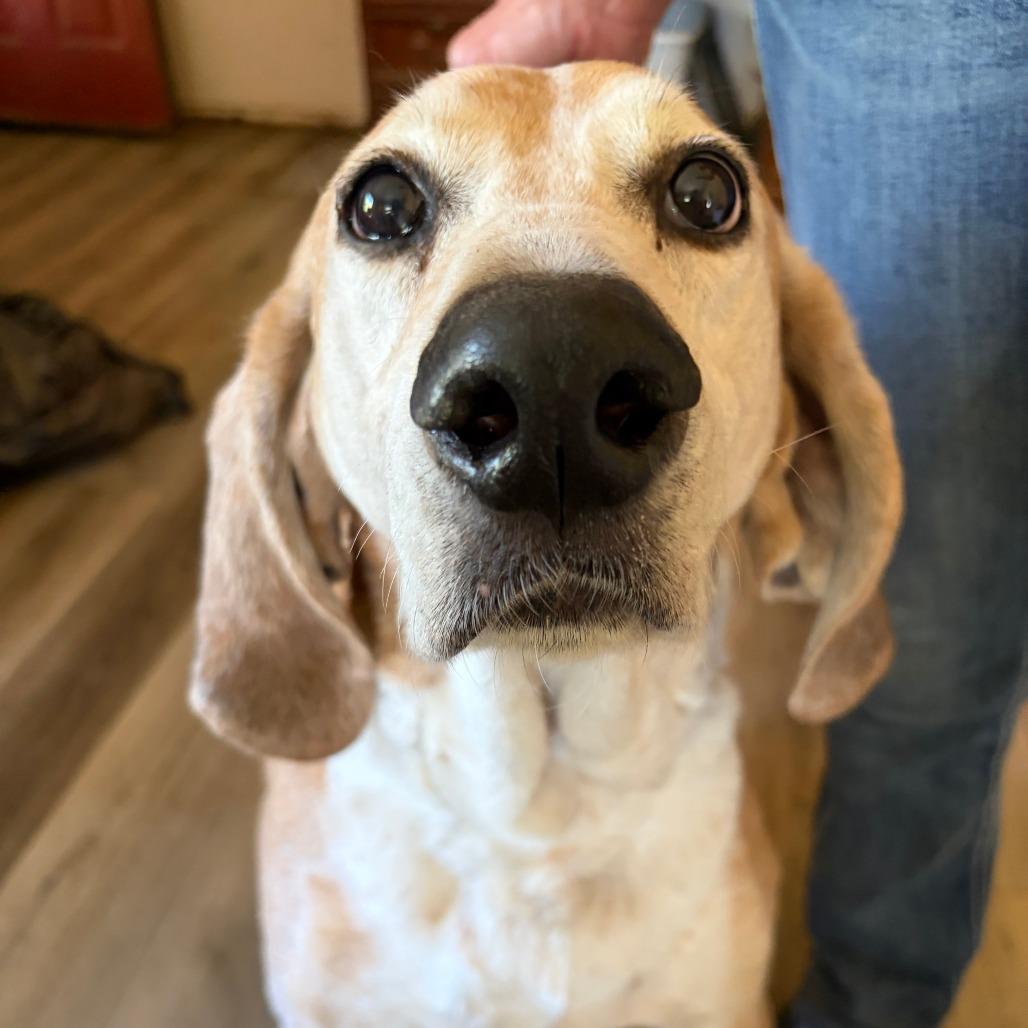 Enlarge Reggie, a Adoptable mixed breed in Corvallis, OR image 2/5