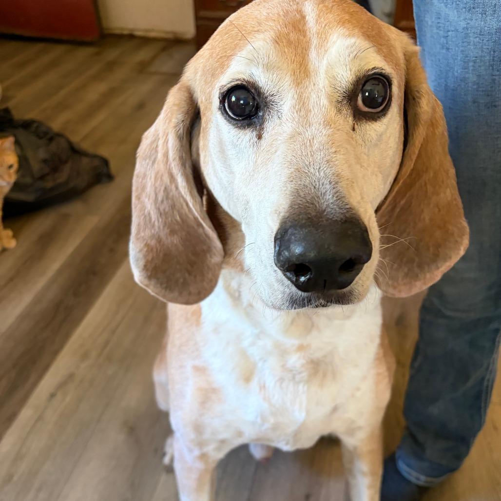 Enlarge Reggie, a Adoptable mixed breed in Corvallis, OR image 4/5