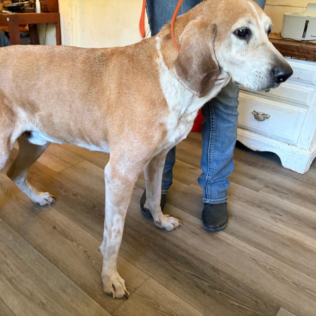 Enlarge Reggie, a Adoptable mixed breed in Corvallis, OR image 5/5