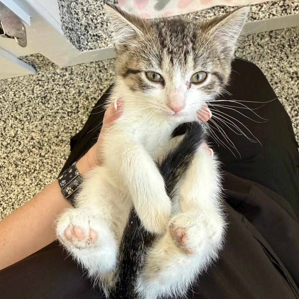 Hopper, Adoptable, Kitten Female Domestic Short Hair.