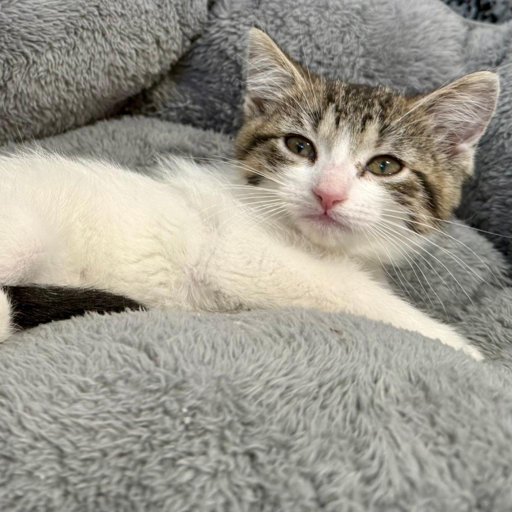 Enlarge Hopper, a Adoptable Domestic Short Hair in St. Louis, MO image 2/3