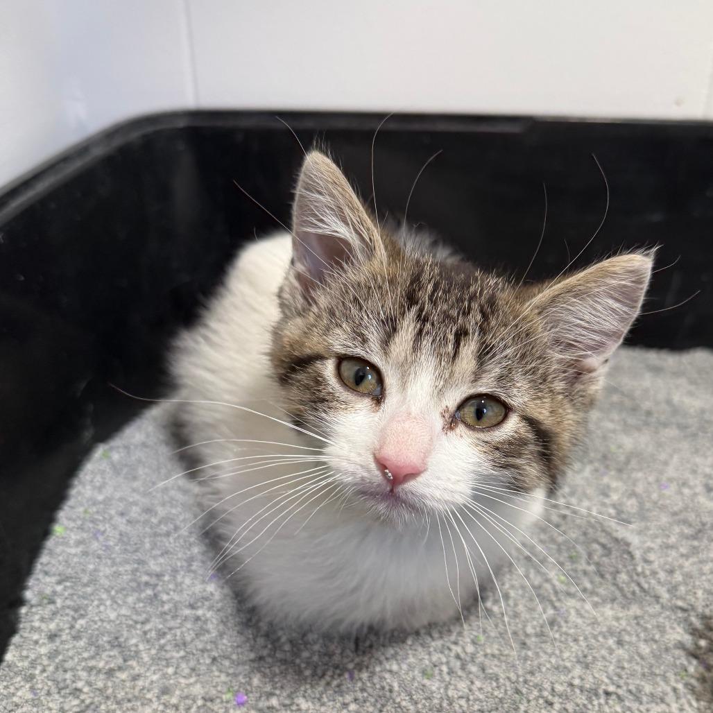 Enlarge Hopper, a Adoptable Domestic Short Hair in St. Louis, MO image 3/3