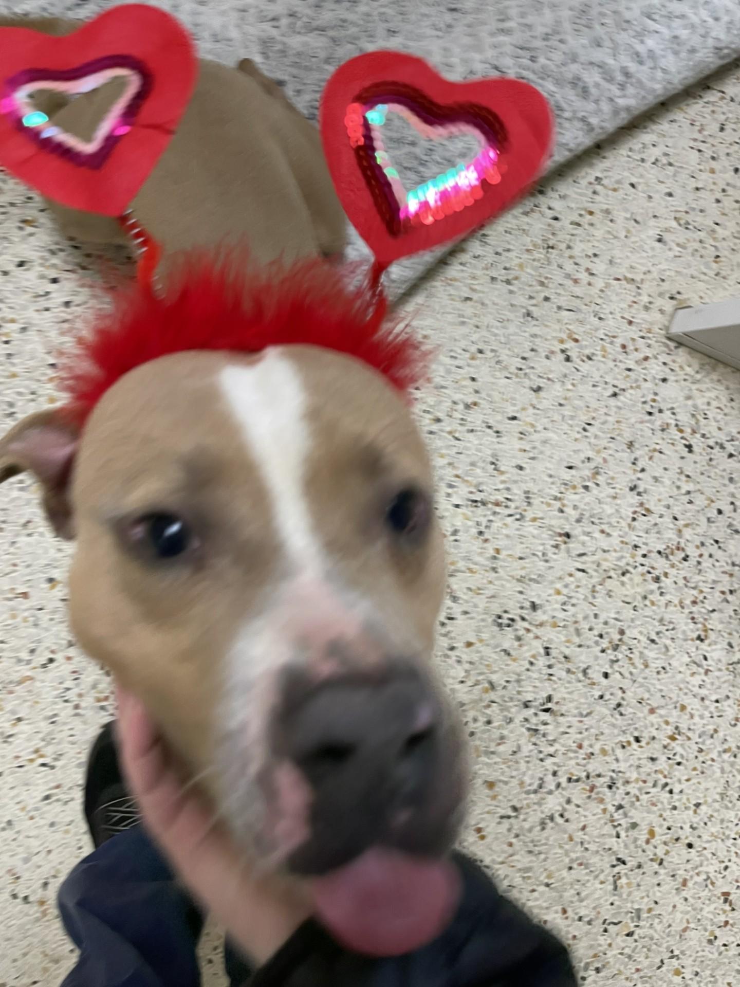 Enlarge Cedar6534, a ADOPTABLE mixed breed in Rocky Mount, NC image 3/4