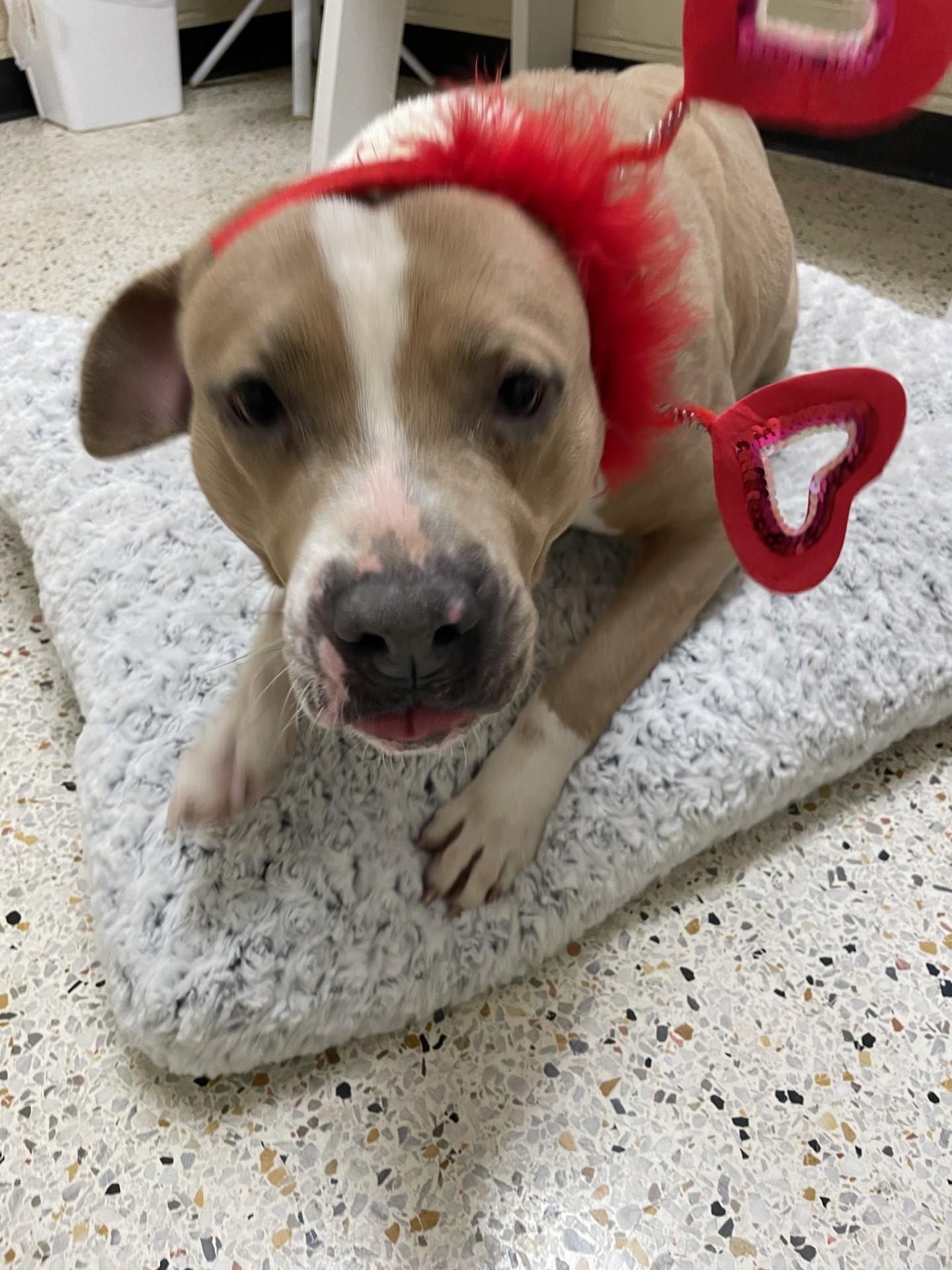 Enlarge Cedar6534, a ADOPTABLE mixed breed in Rocky Mount, NC image 1/4